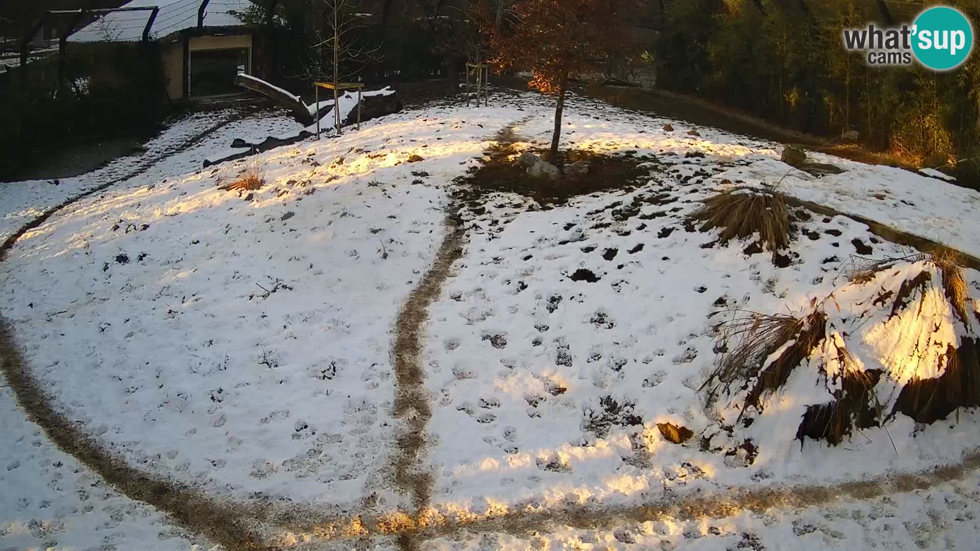 Zoo Ljubljana webcam Löwen