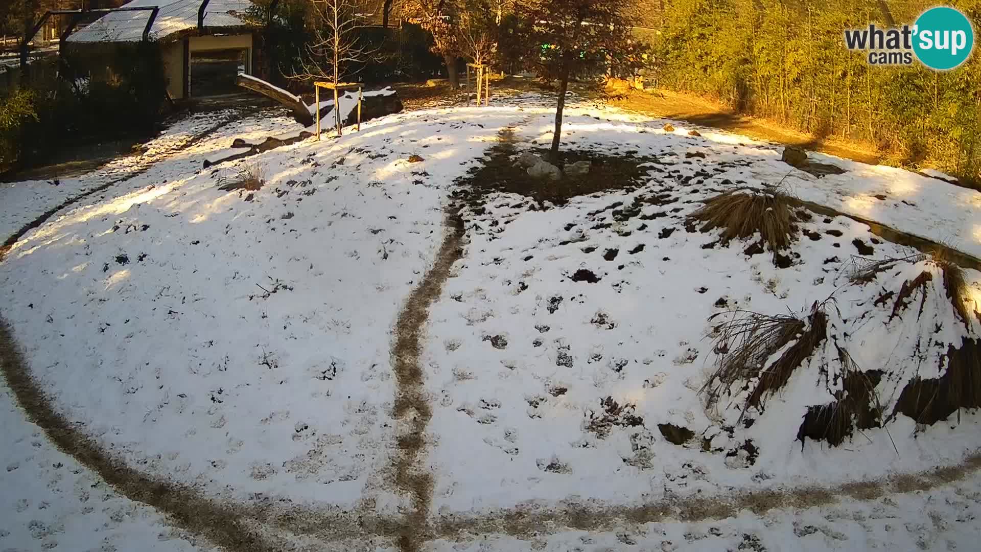 Live Ljubljana Zoo webcam Lion