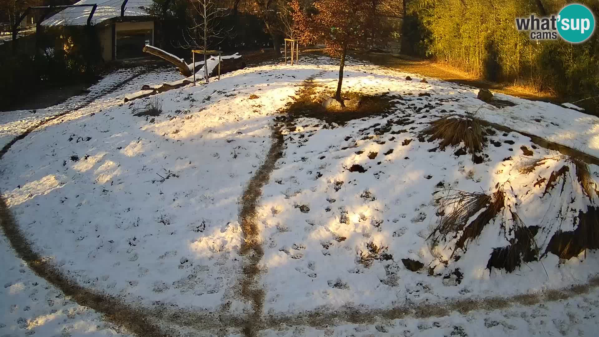 Zoo Ljubljana camera en vivo Leones