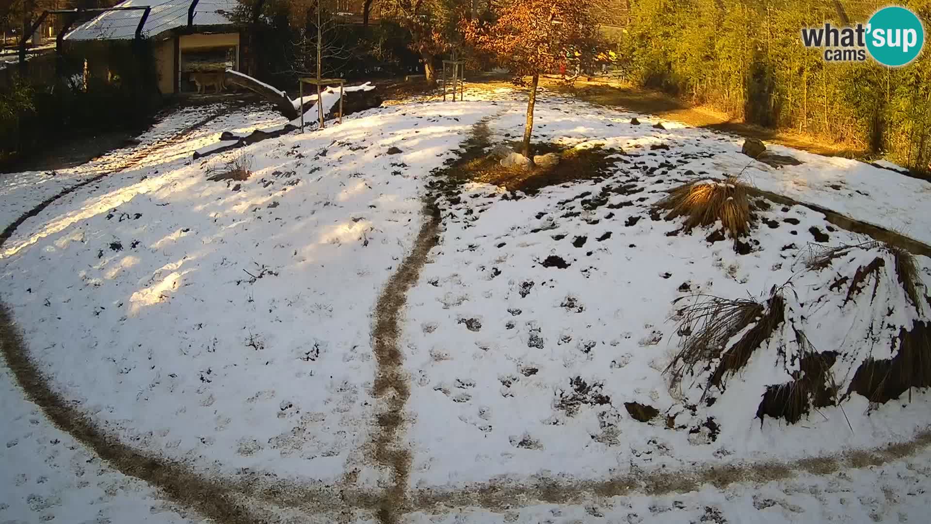 Ljubljana Zoo webcam Lion