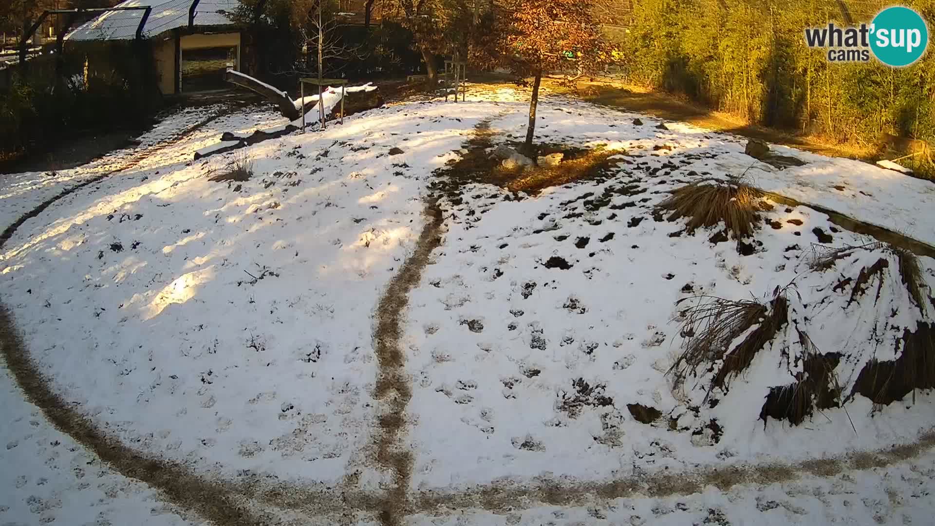 Zoo Ljubljana camera en vivo Leones