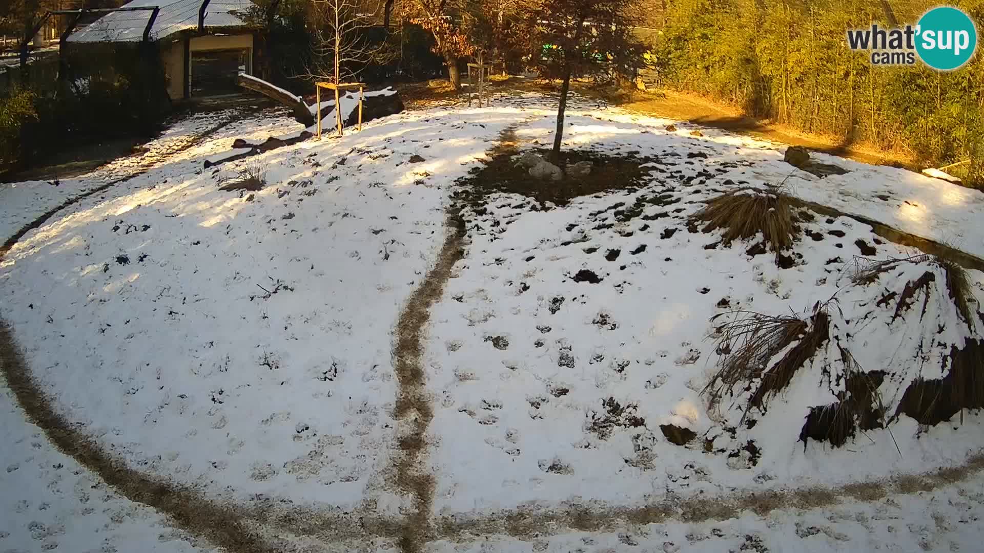 Zoo Ljubljana webcam Löwen