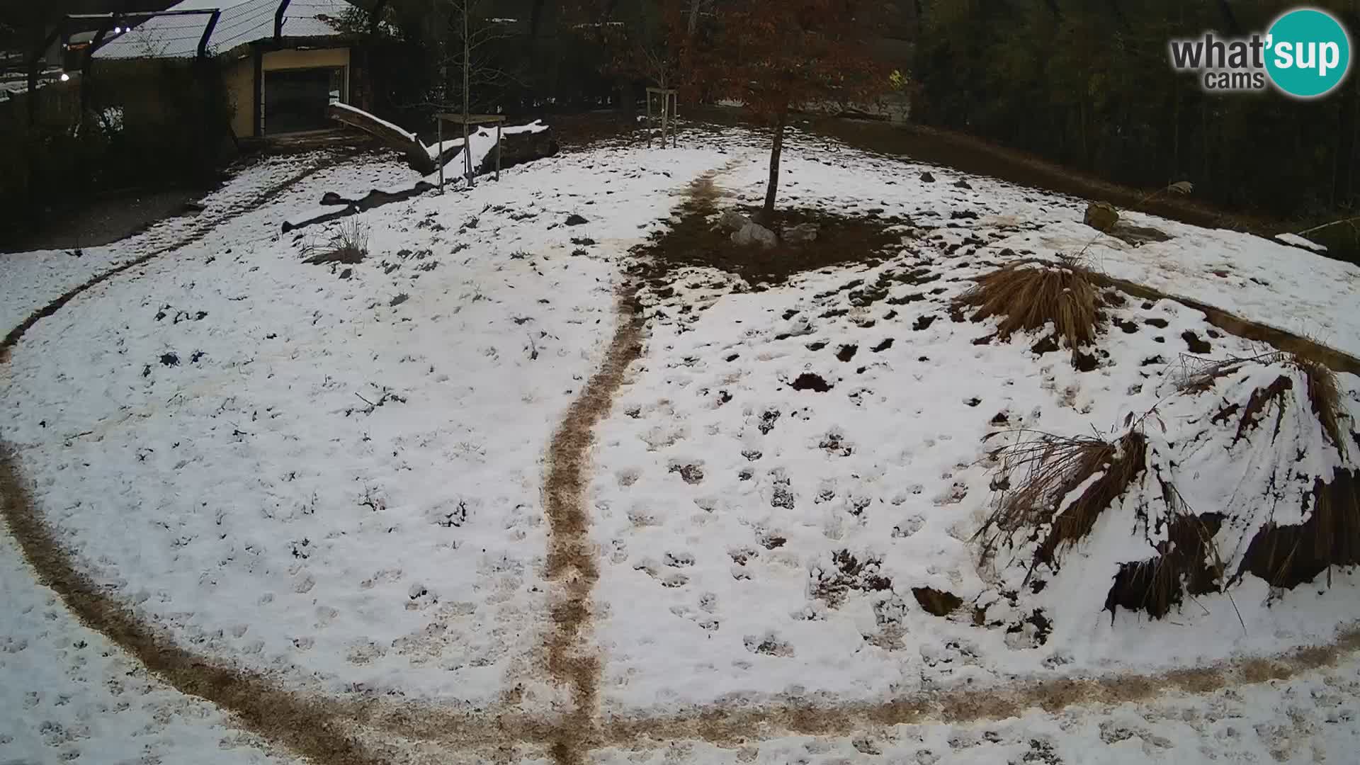 Zoo Ljubljana webcam Löwen