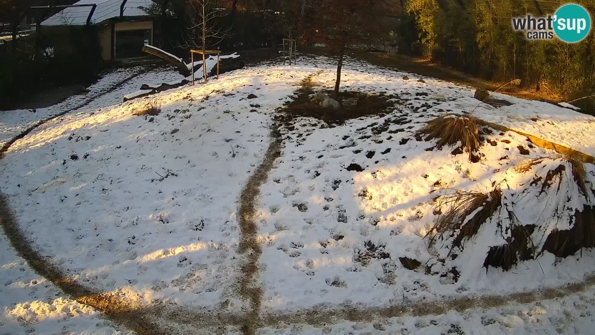 Zoo Ljubljana webcam Löwen