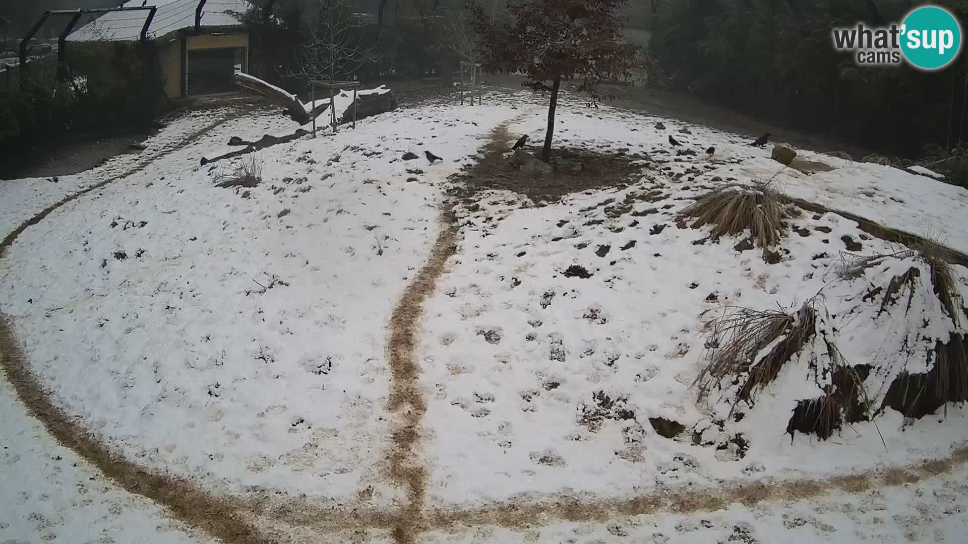 Zoo Ljubljana camera en vivo Leones