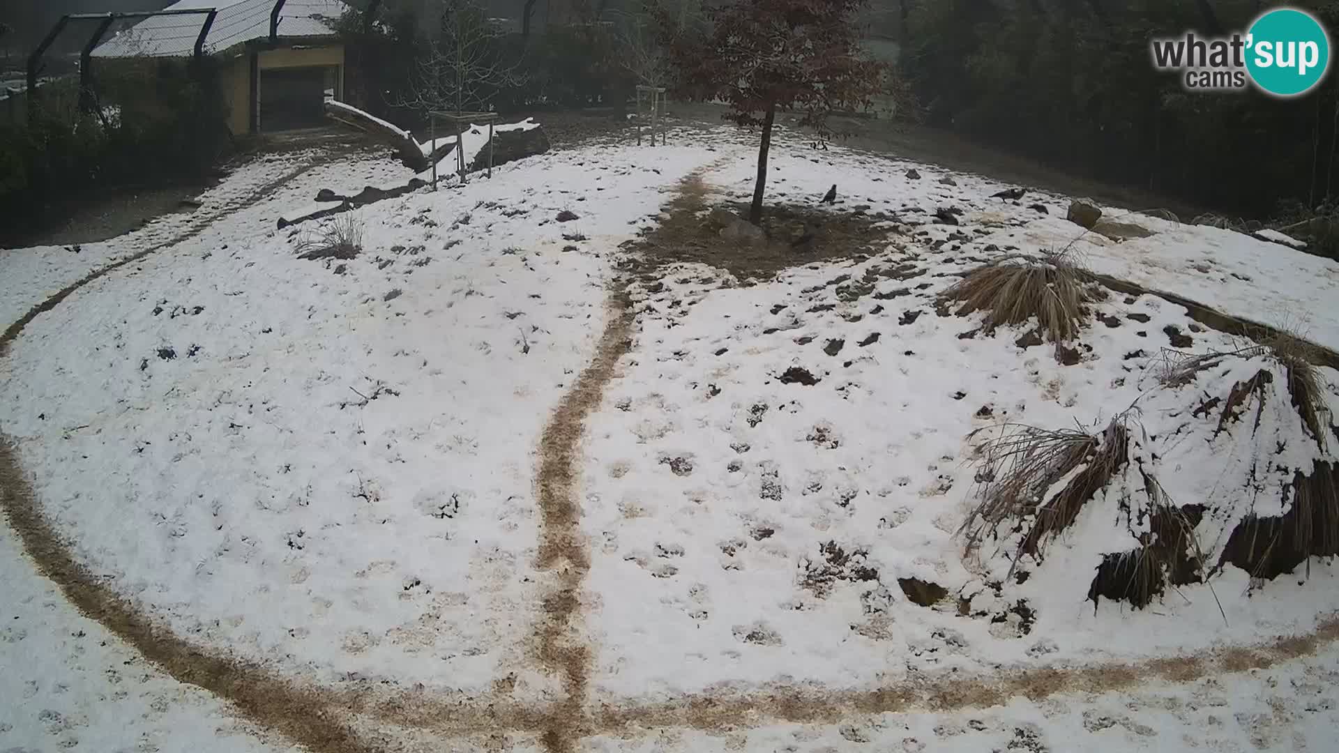 Zoo Ljubljana camera en vivo Leones