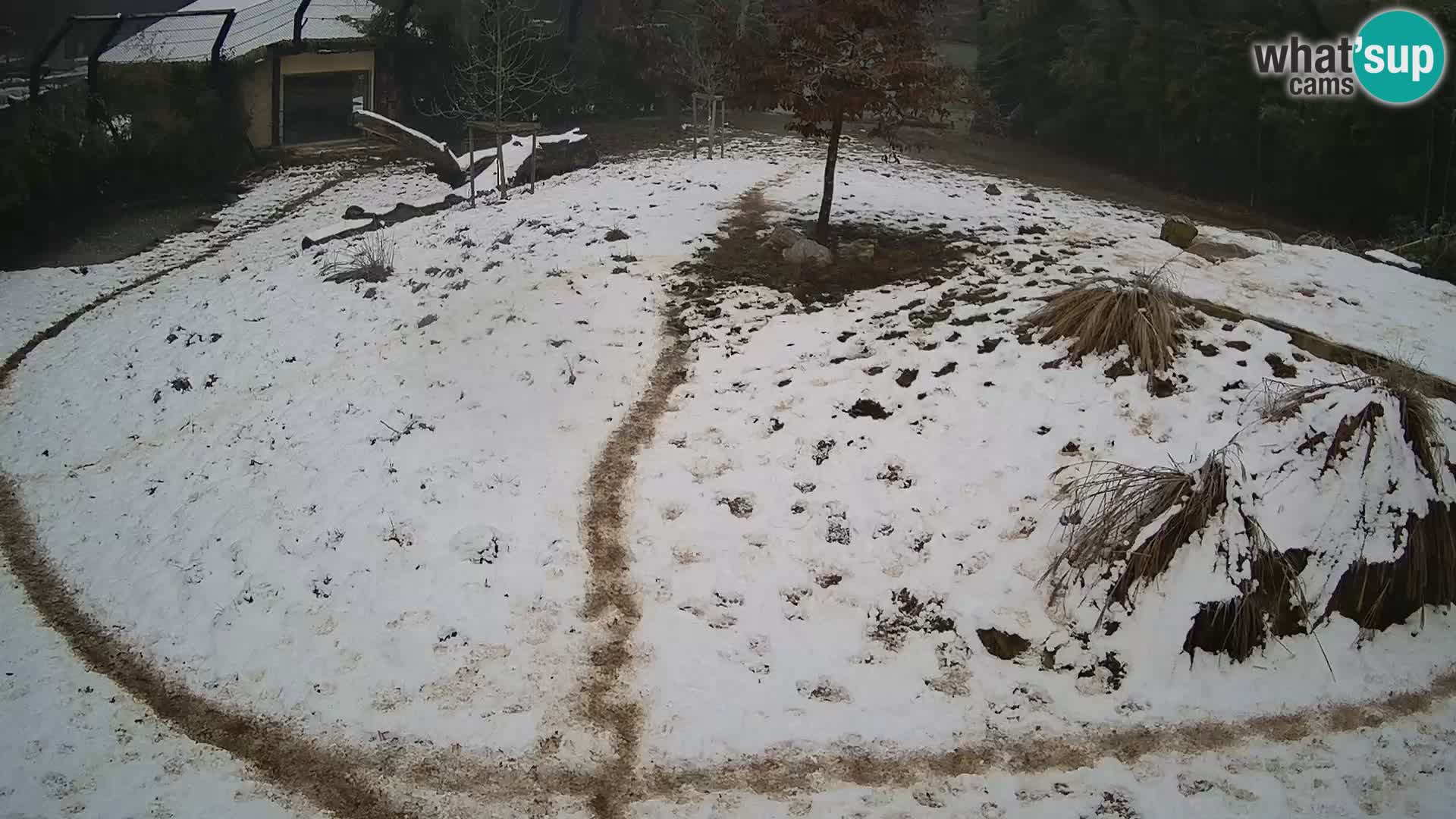 Zoo Ljubljana webcam Löwen