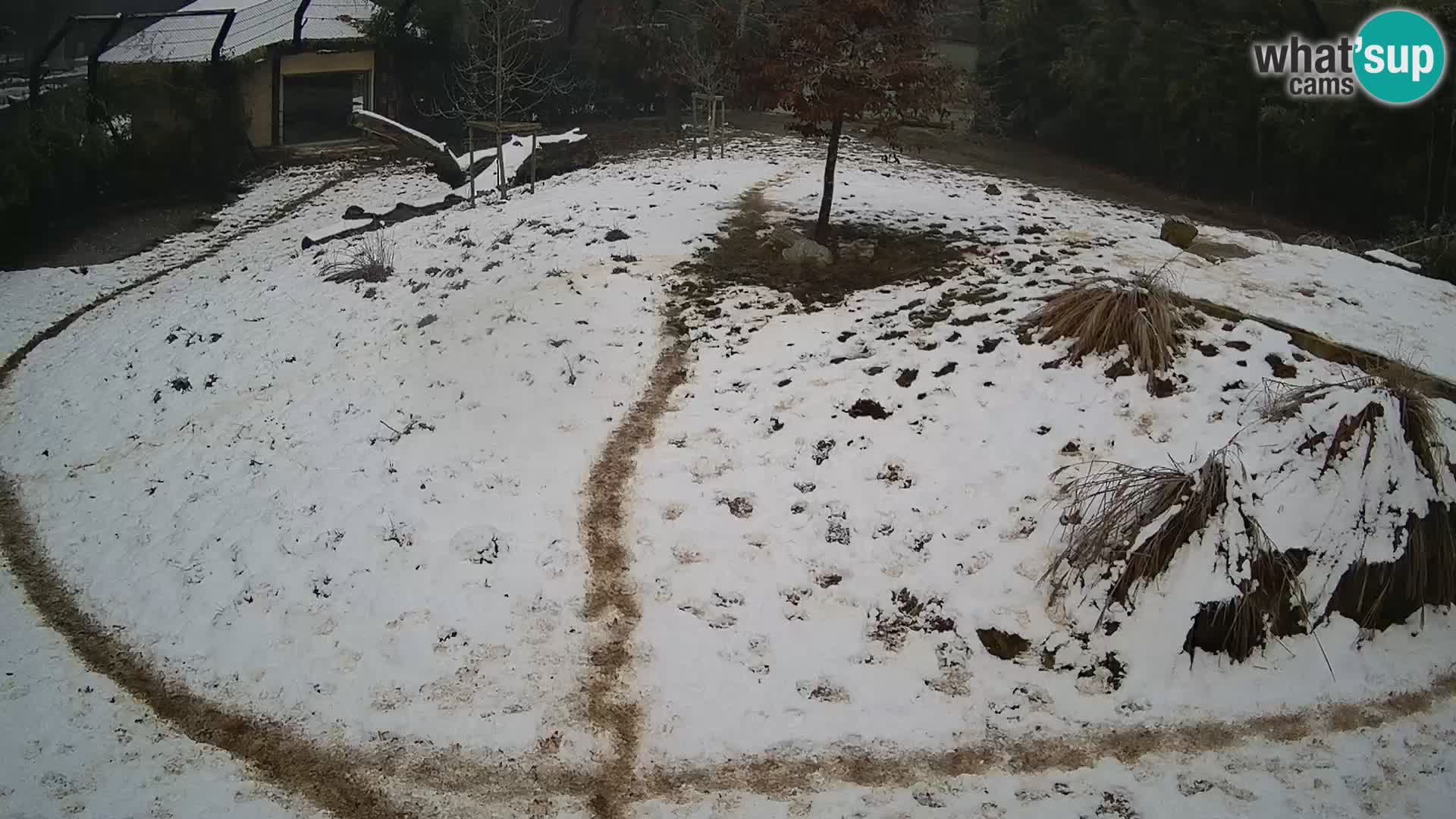 Ljubljana Zoo webcam Lion