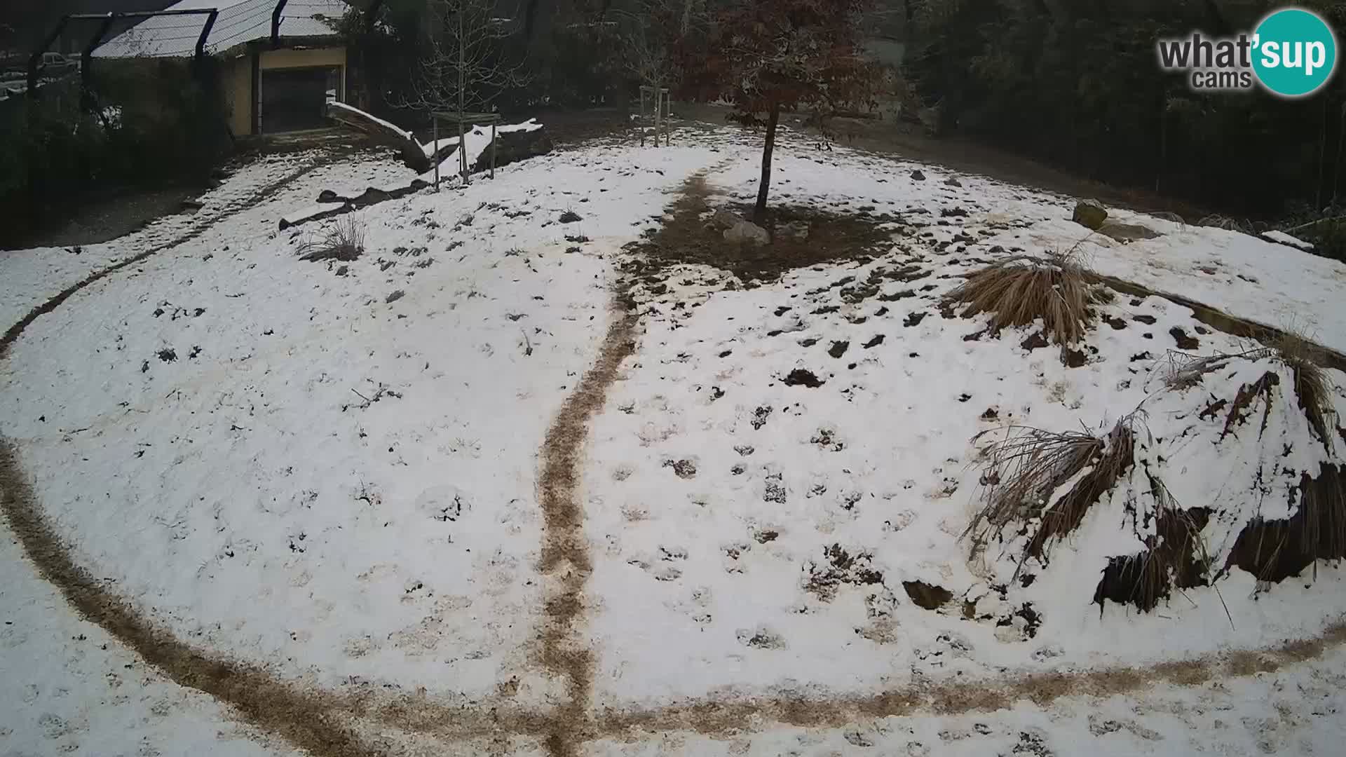 Živalski vrt Ljubljana kamera v živo Levi