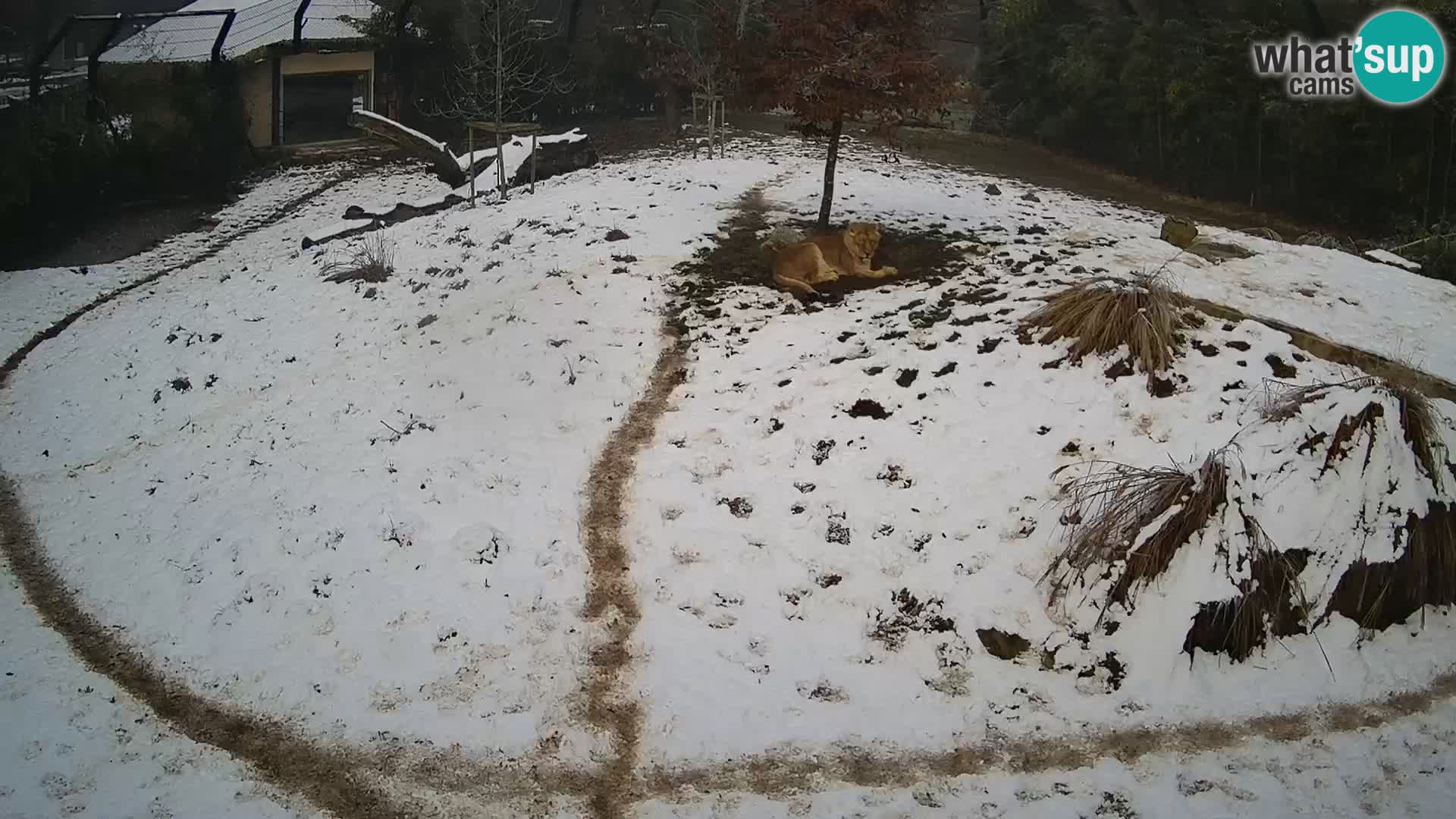 Zoo Ljubljana camera en vivo Leones