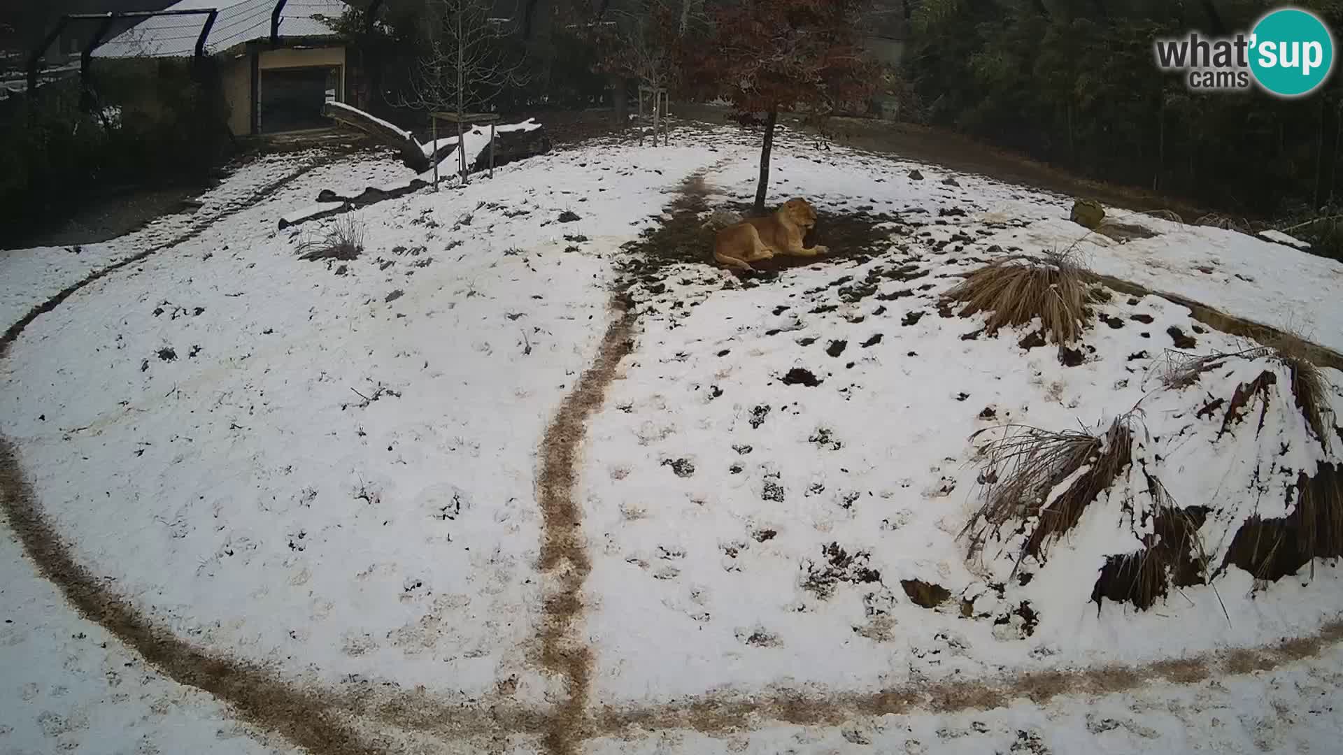 Ljubljana Zoo webcam Lion