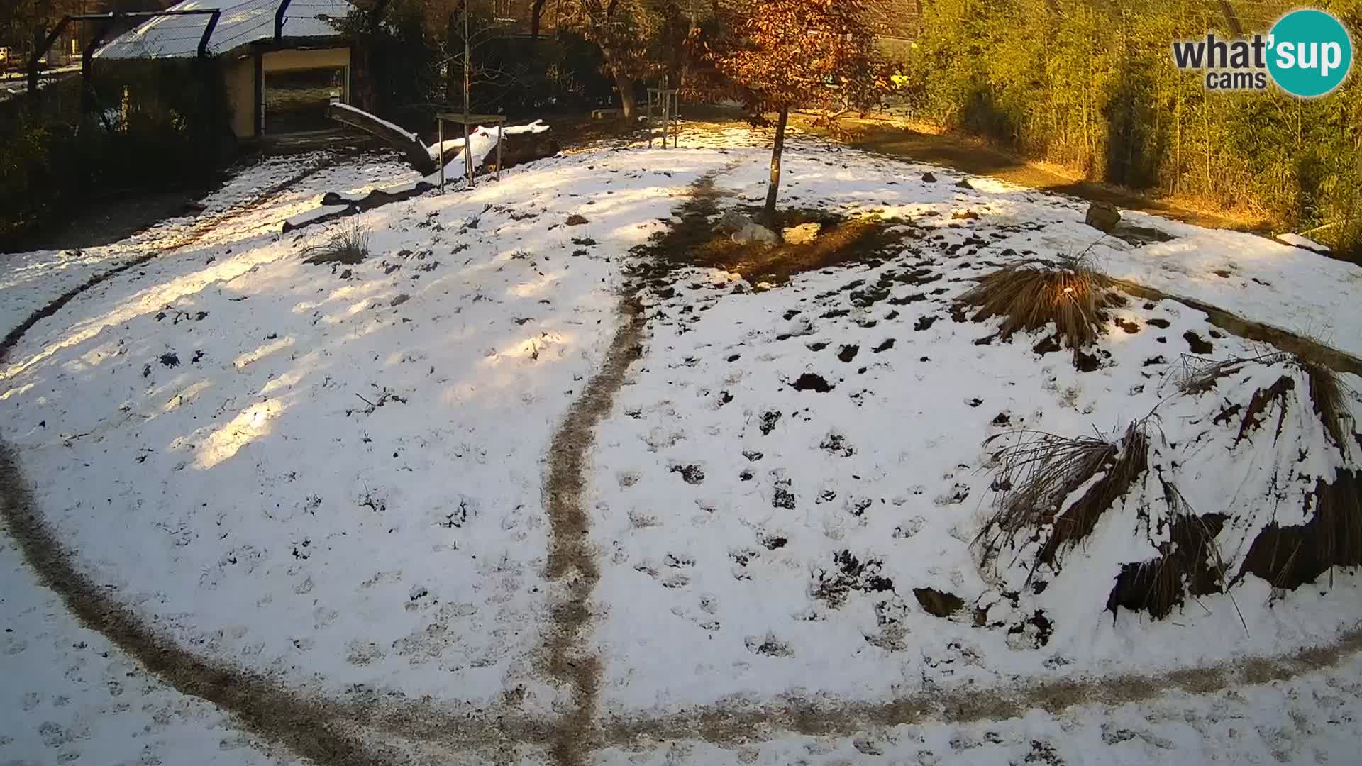 Live Ljubljana Zoo webcam Lion