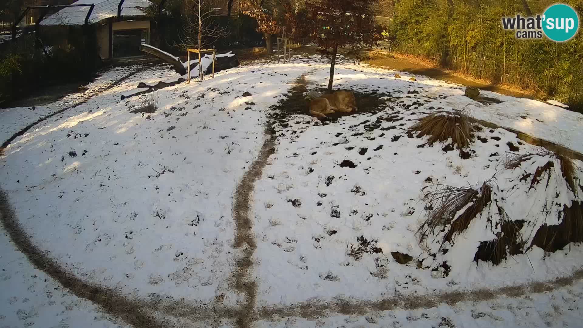 Zoo Ljubljana camera en vivo Leones