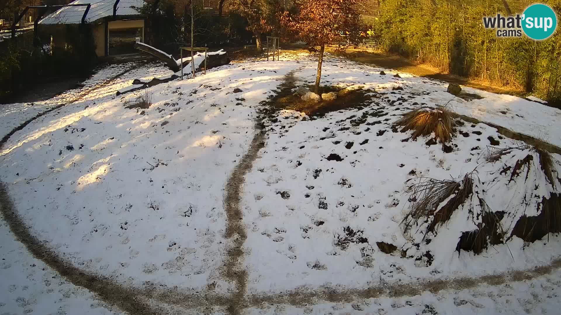 Zoo Ljubljana webcam Löwen