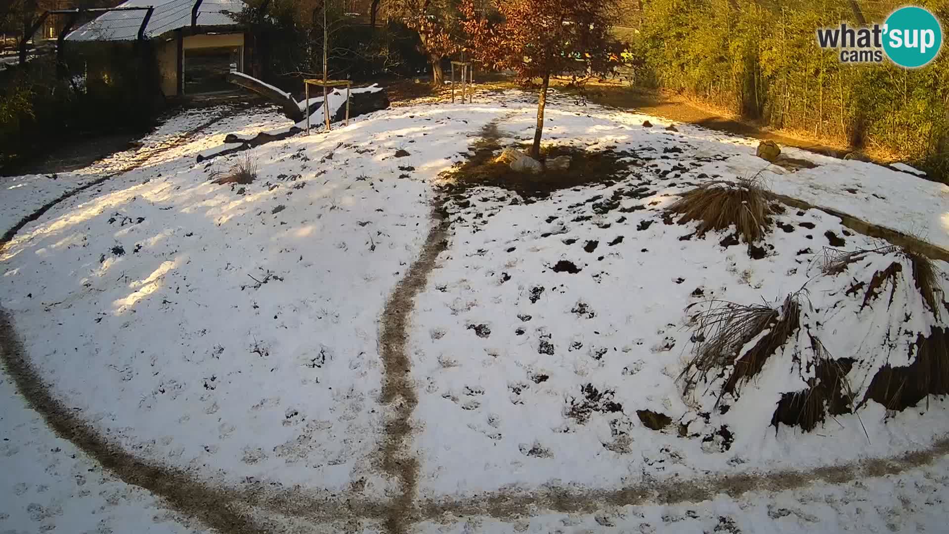 Ljubljana Zoo webcam Lion