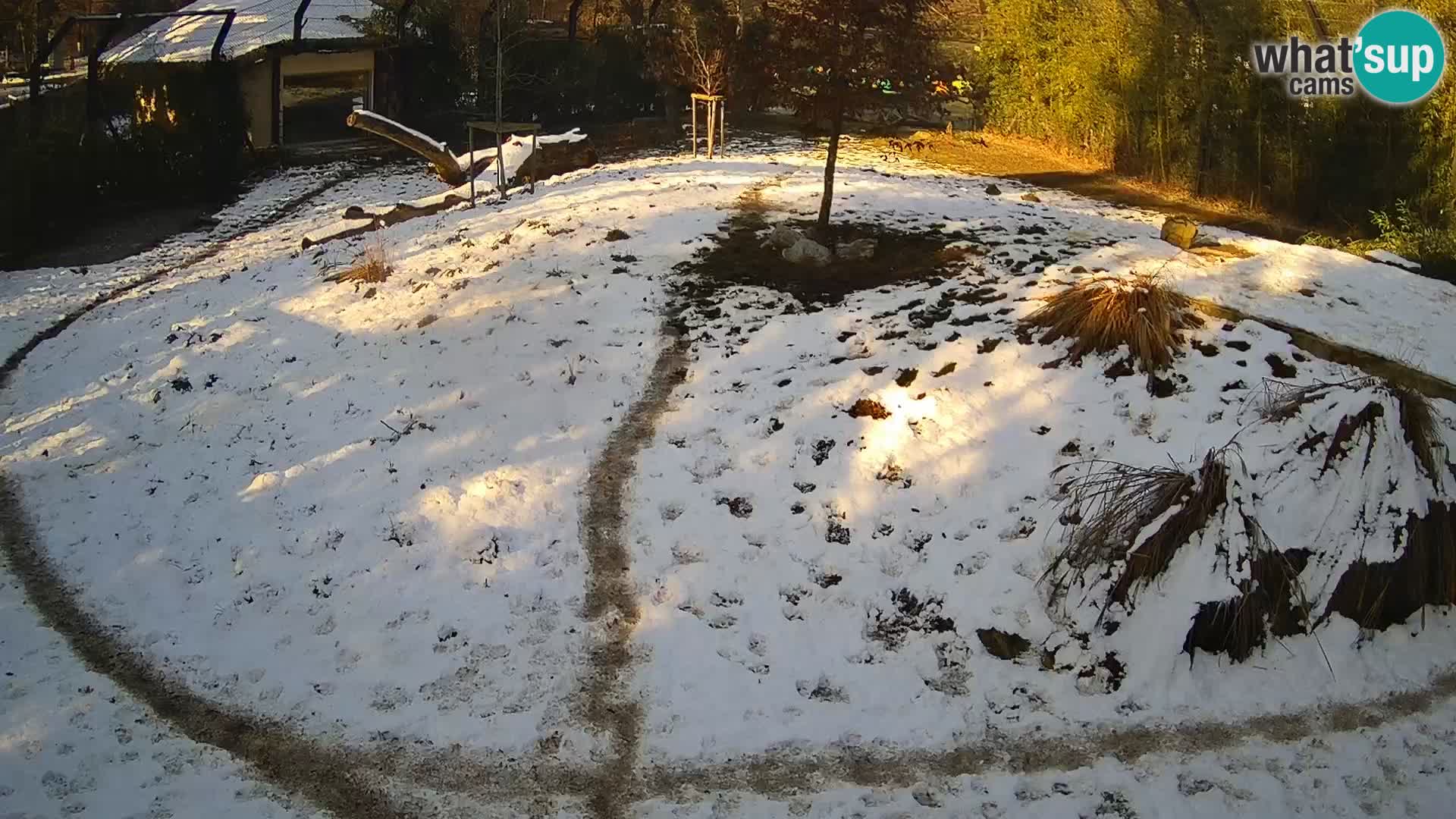 Ljubljana Zoo webcam Lion