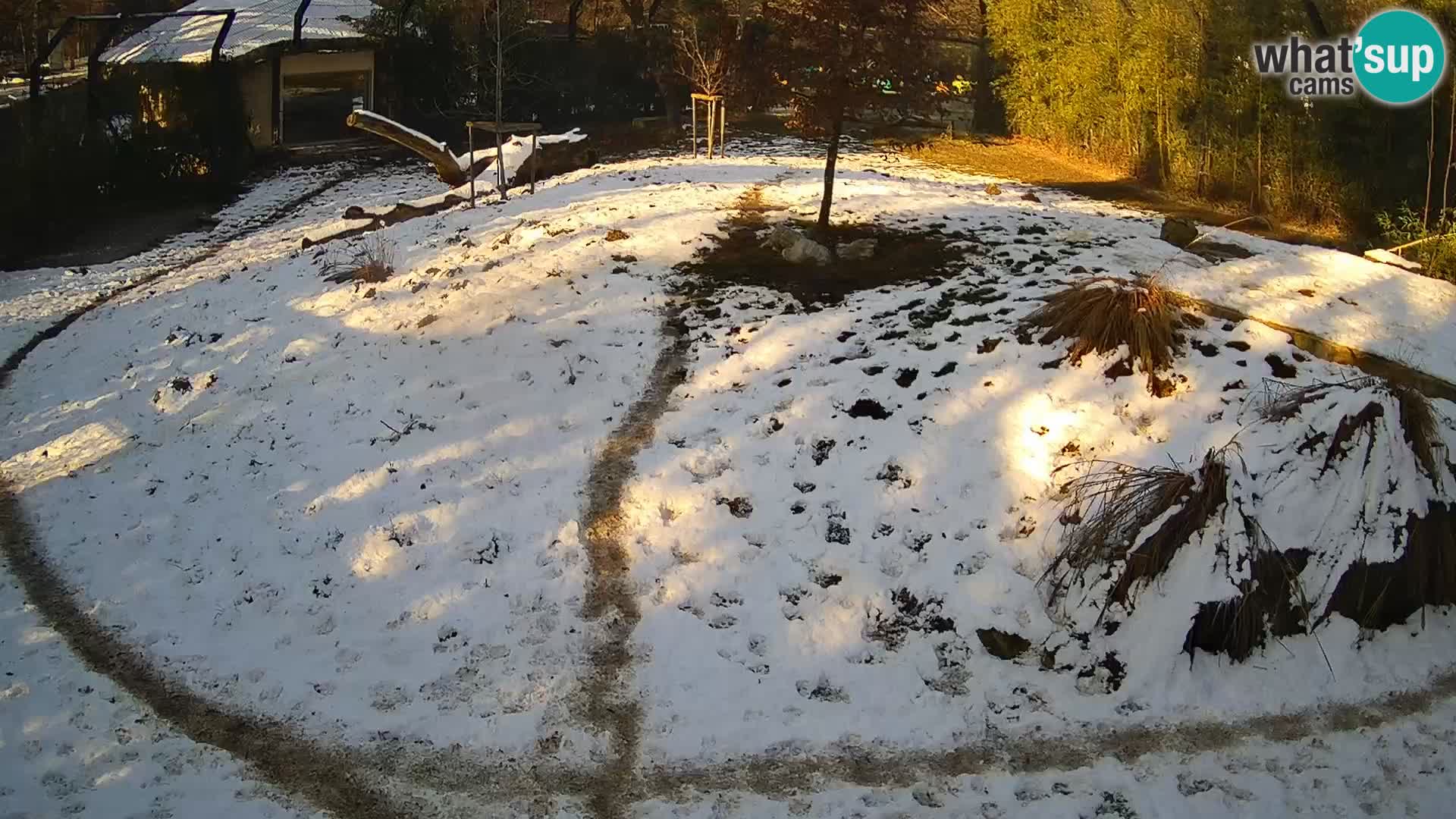 Live Ljubljana Zoo webcam Lion