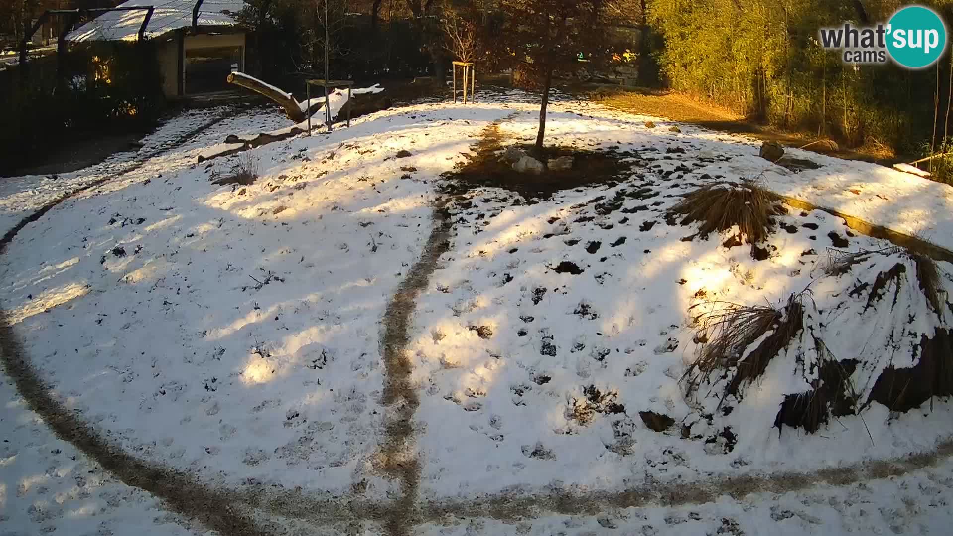 Zoo Ljubljana camera en vivo Leones