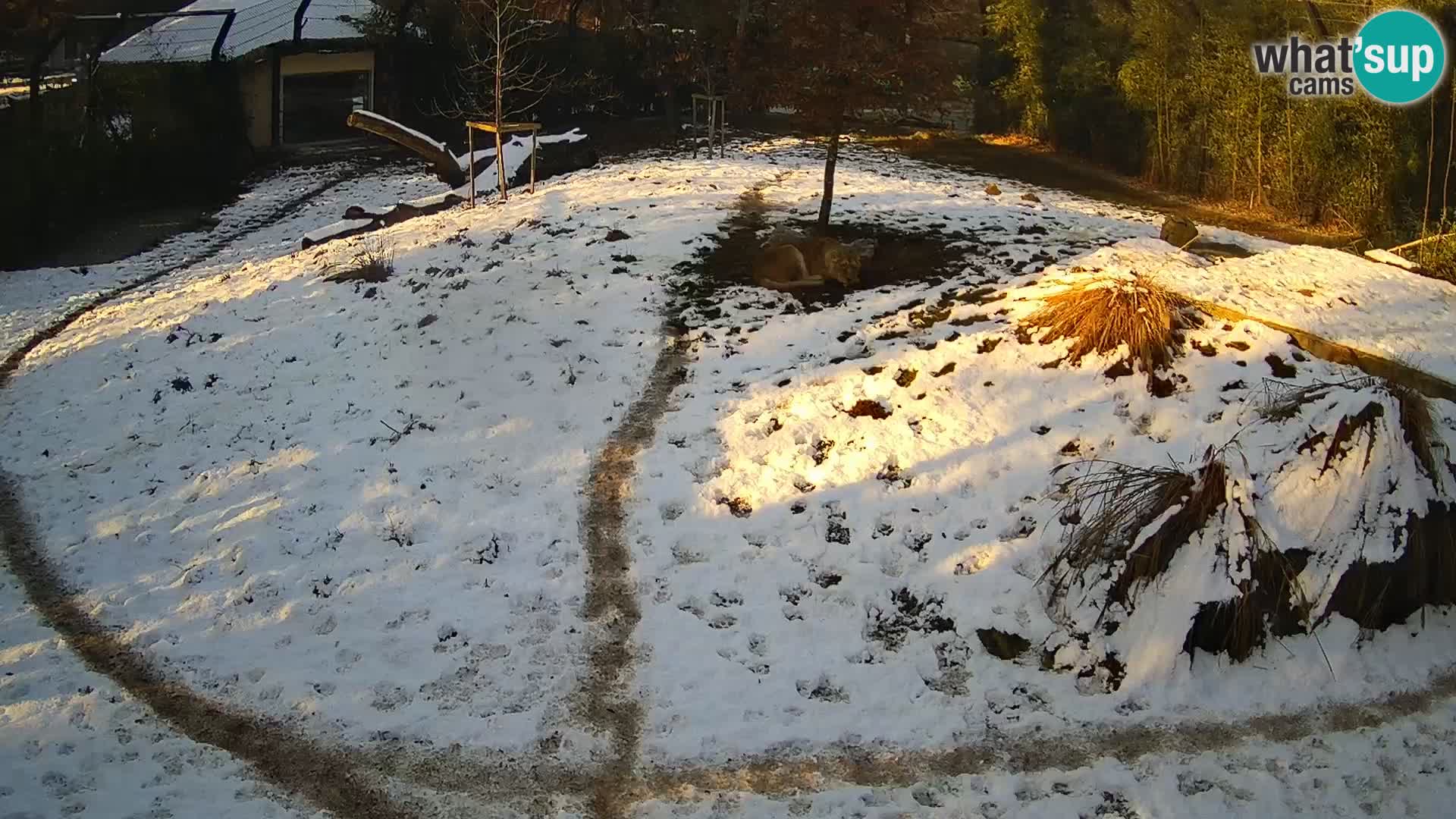 Živalski vrt Ljubljana kamera v živo Levi