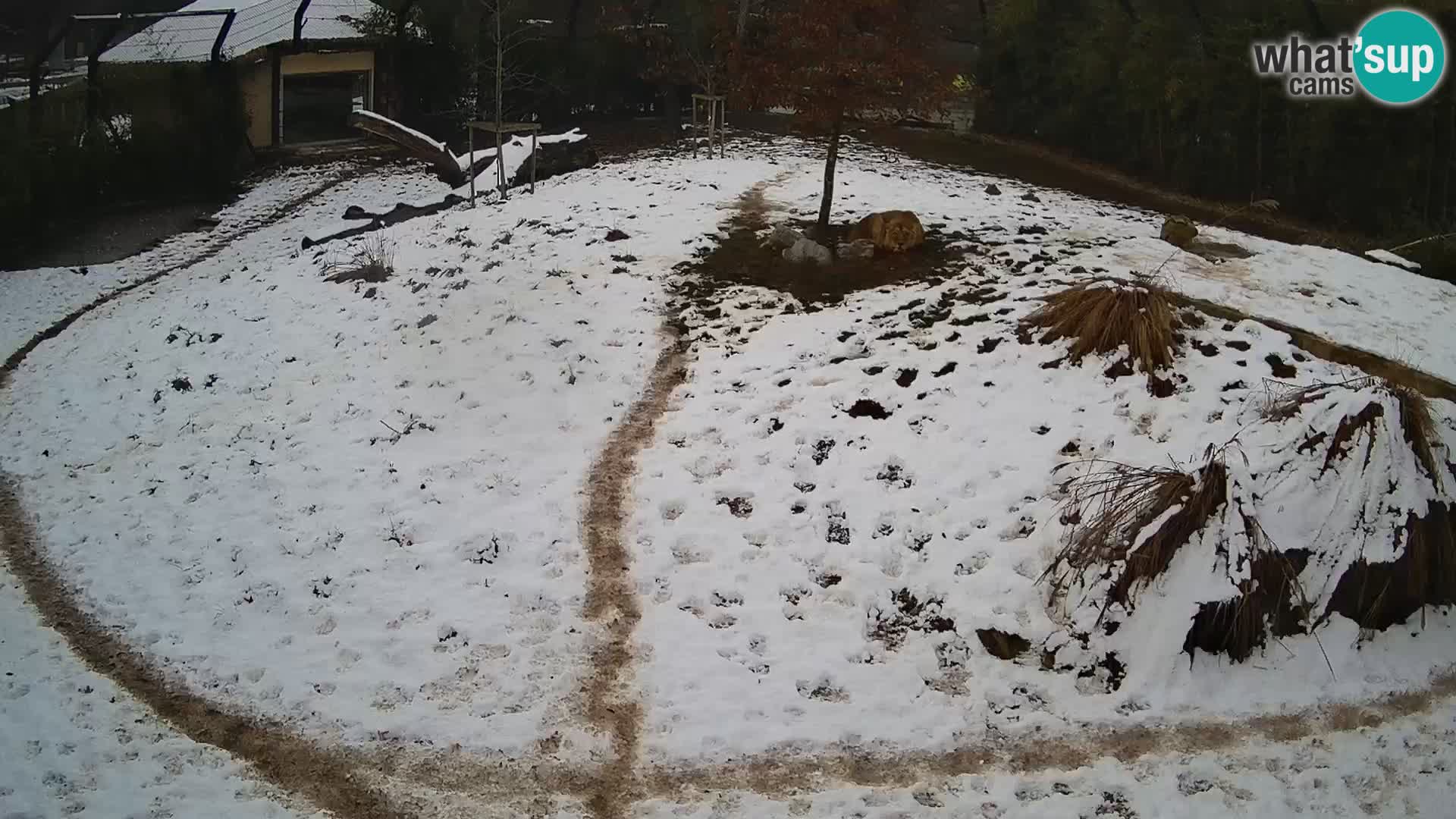 Live Ljubljana Zoo webcam Lion