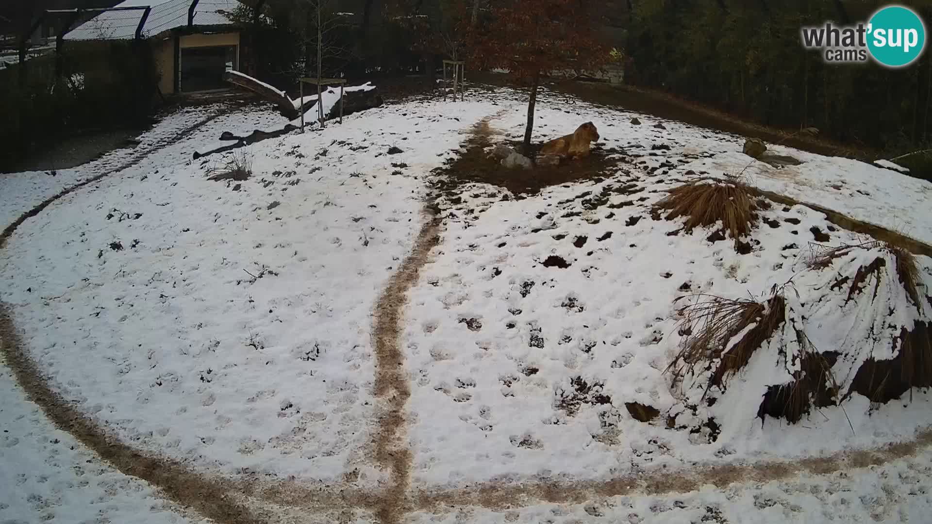 Live Ljubljana Zoo webcam Lion