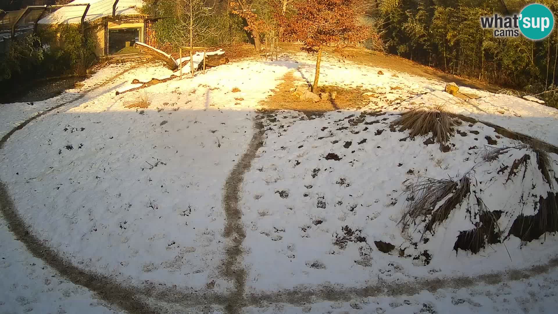 Ljubljana Zoo webcam Lion