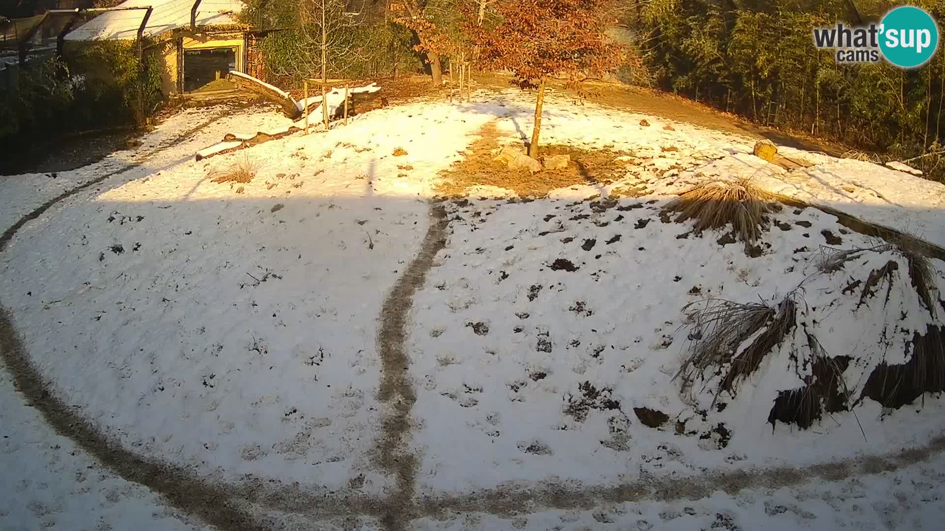 Ljubljana Zoo webcam Lion