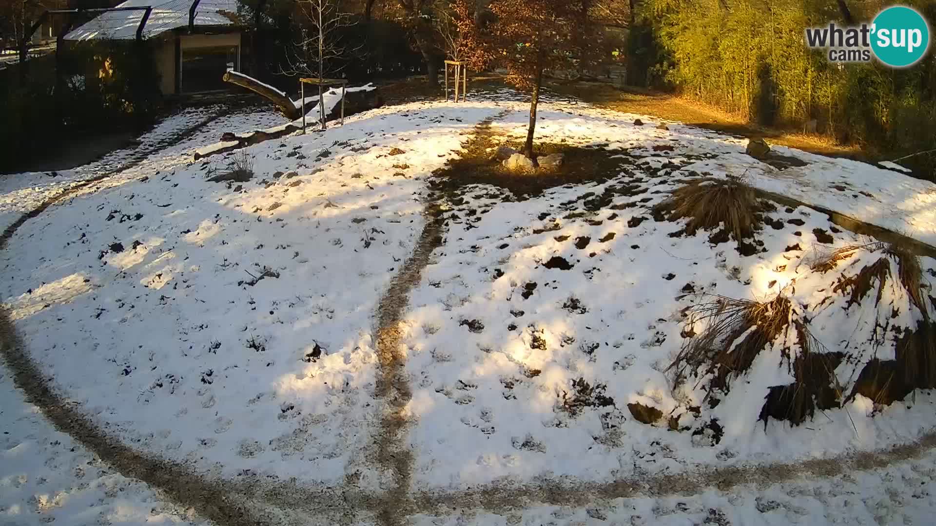 Live Ljubljana Zoo webcam Lion