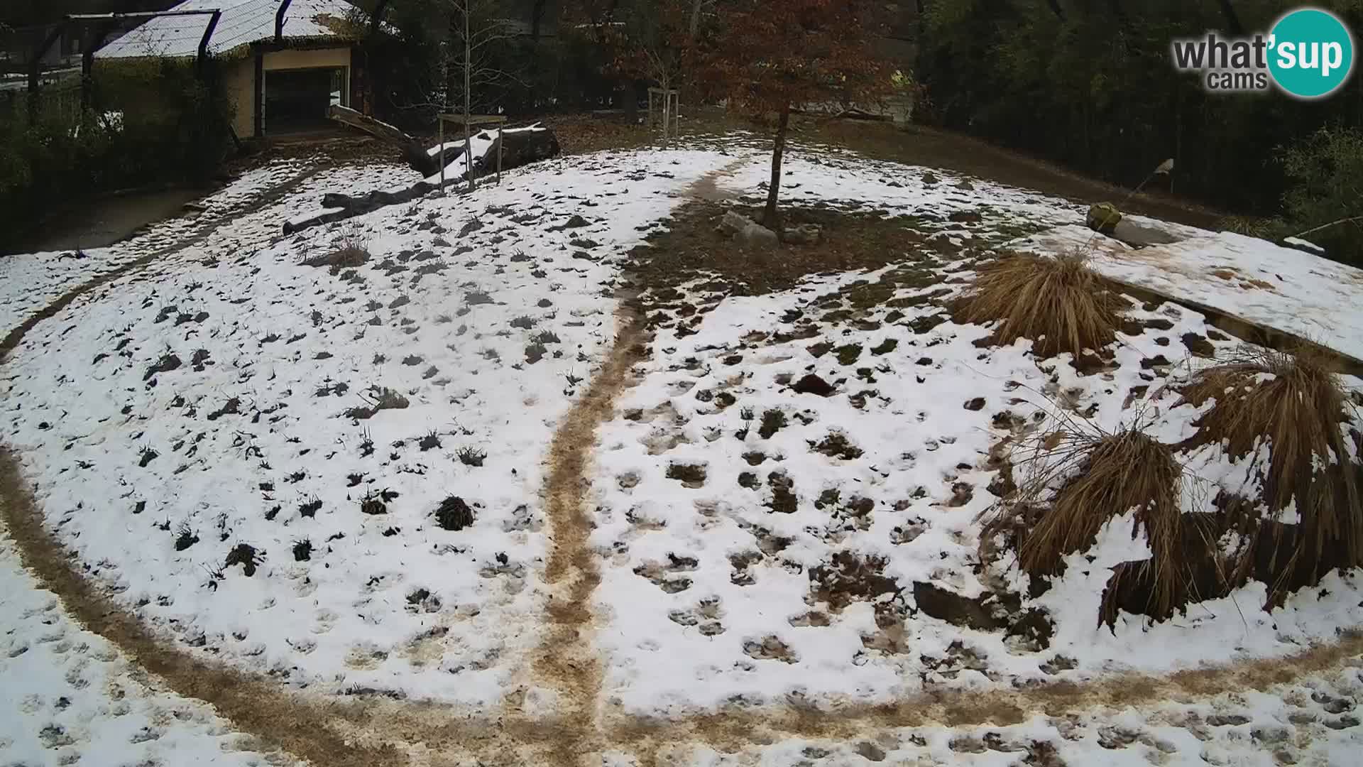 Ljubljana Zoo webcam Lion