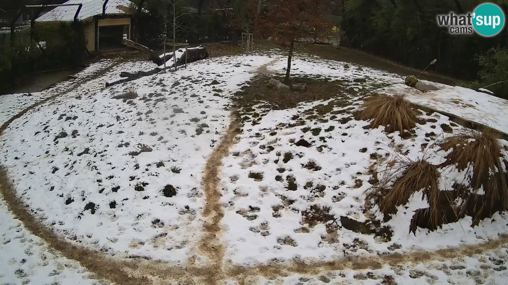 Live Ljubljana Zoo webcam Lion