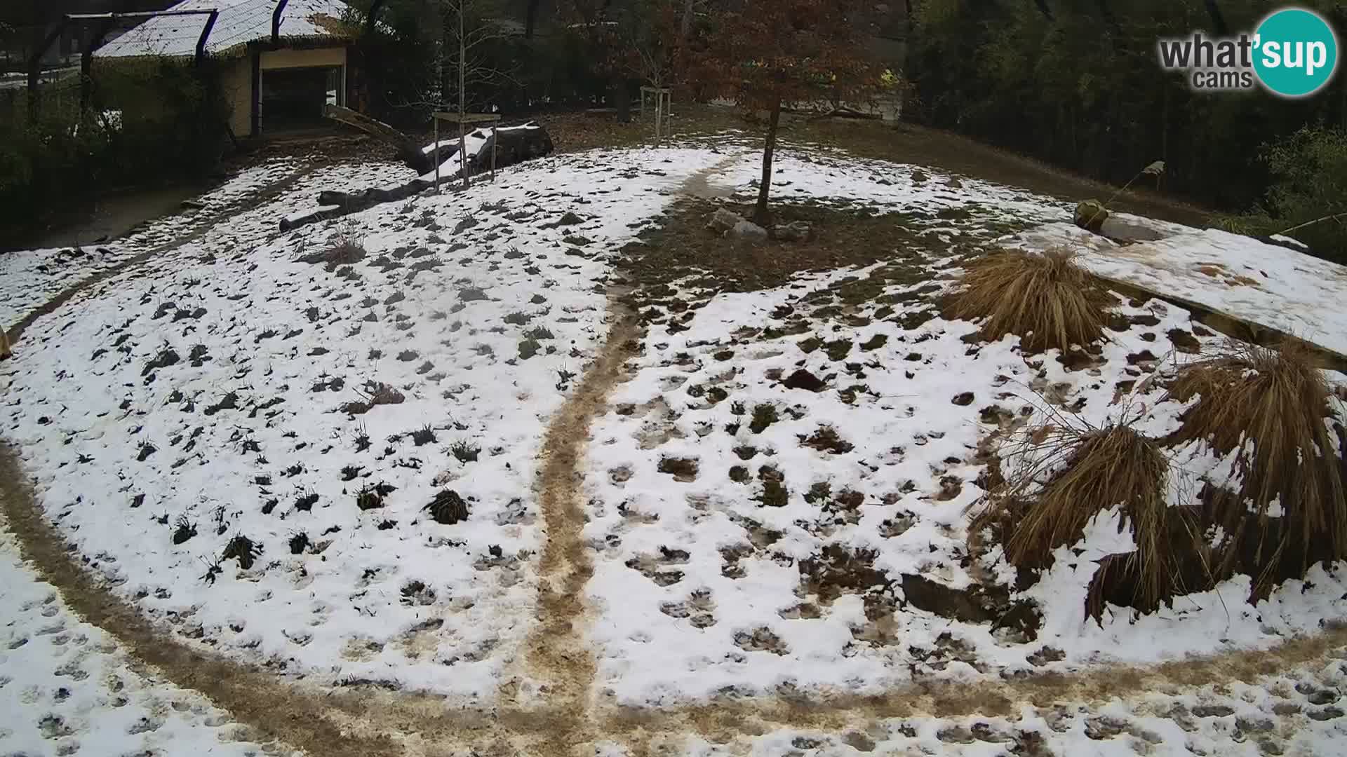 Zoo Ljubljana webcam Löwen