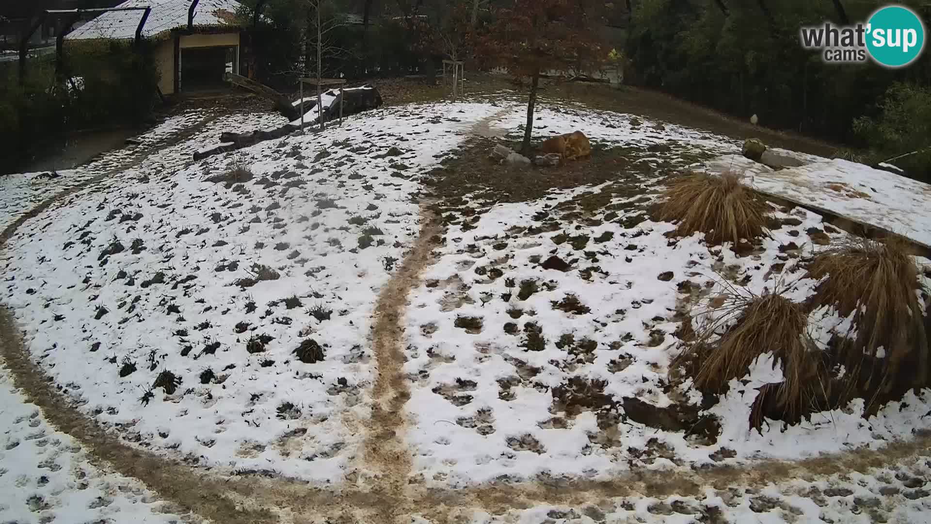 Zoo Ljubljana webcam Löwen