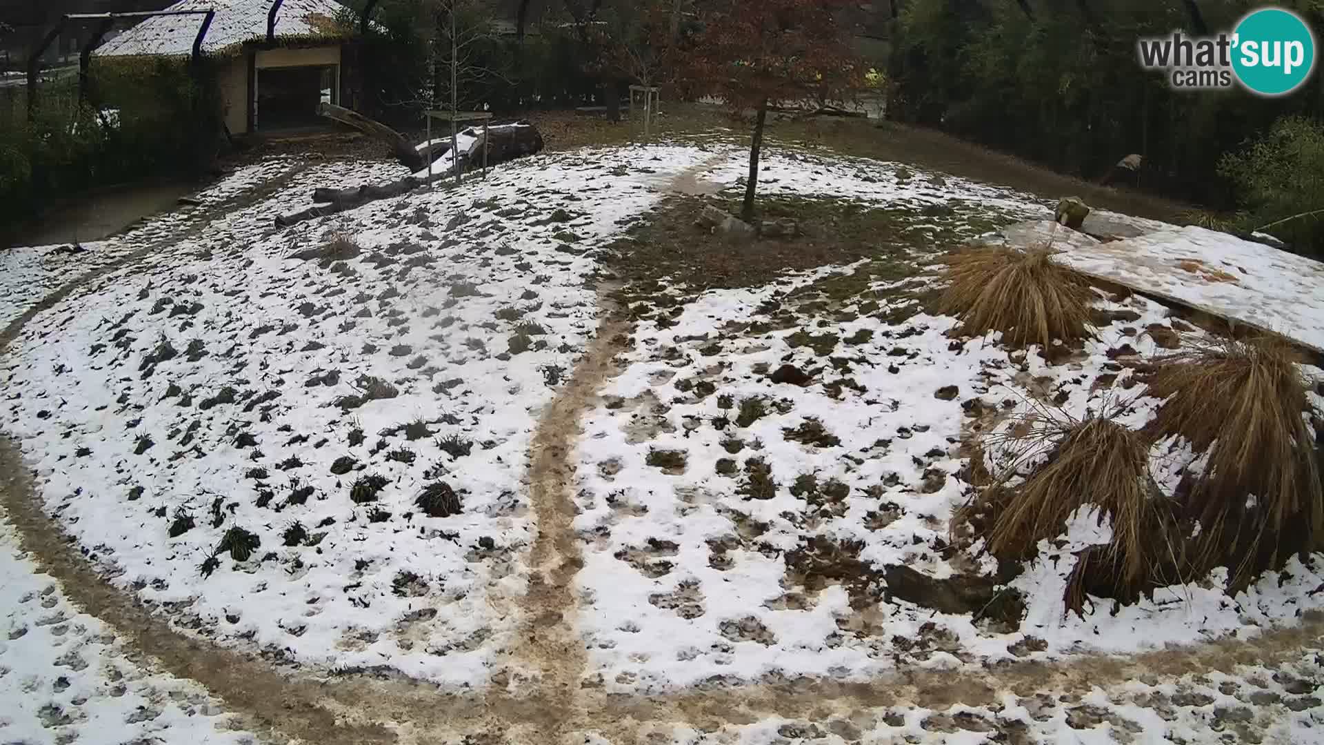 Live Ljubljana Zoo webcam Lion