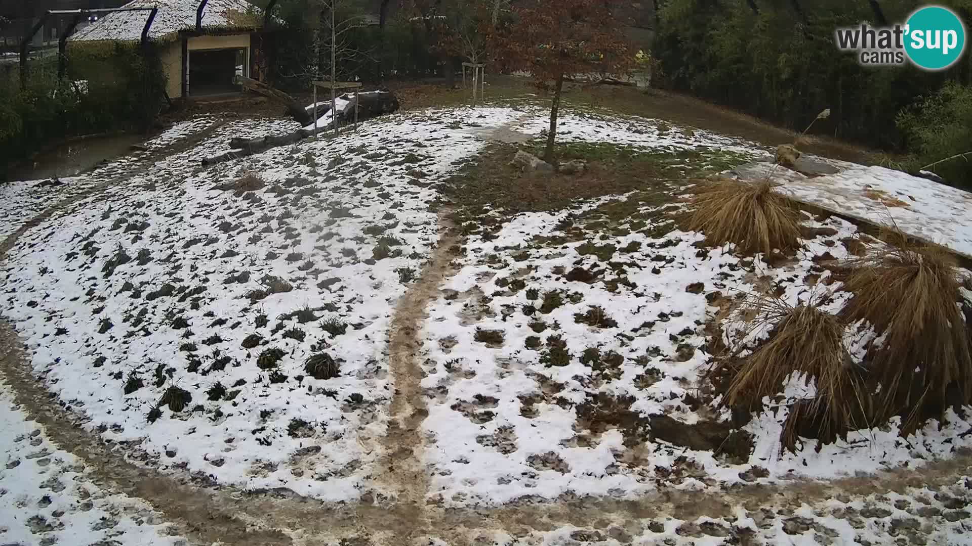 Ljubljana Zoo webcam Lion