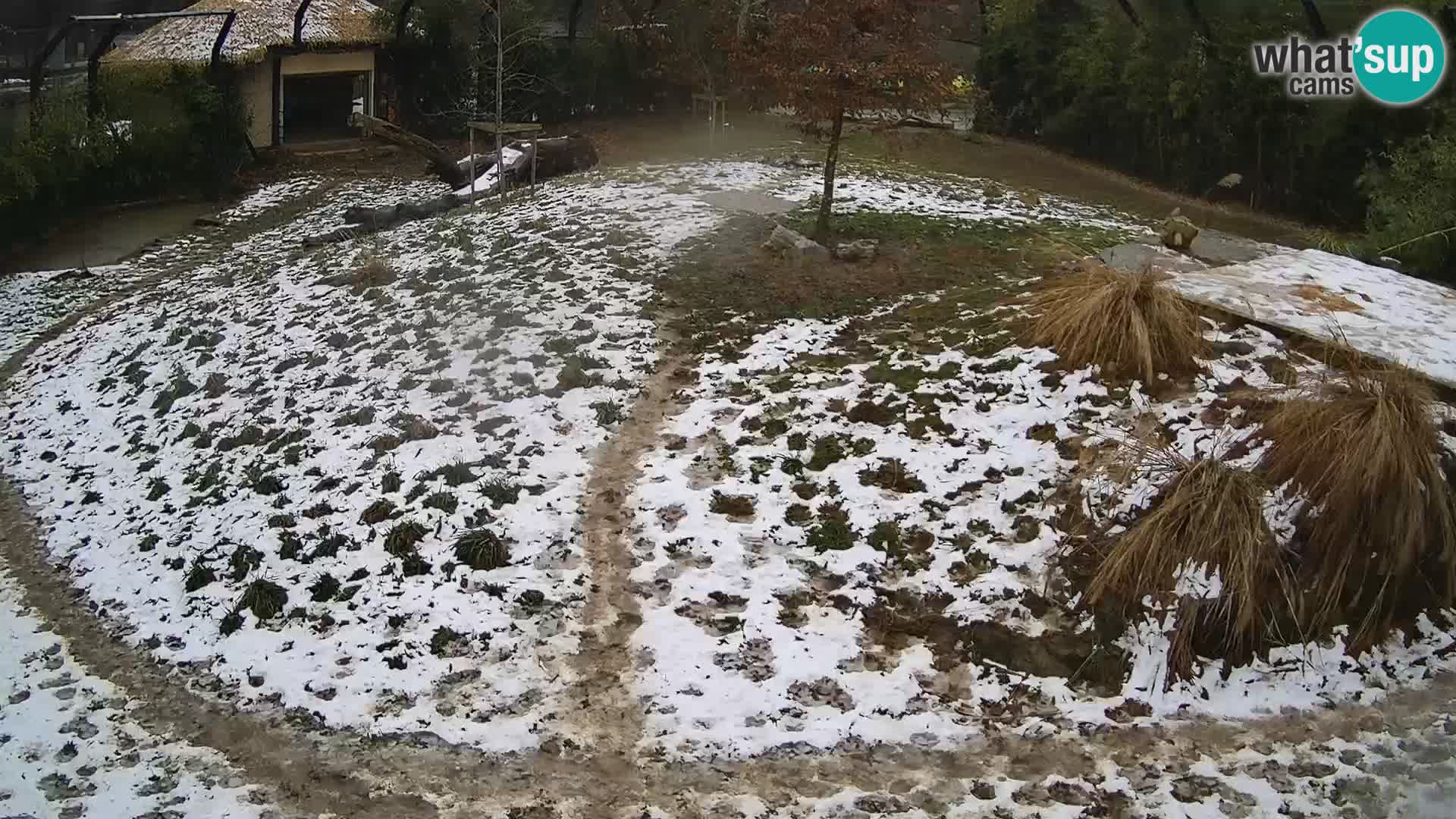 Ljubljana Zoo webcam Lion