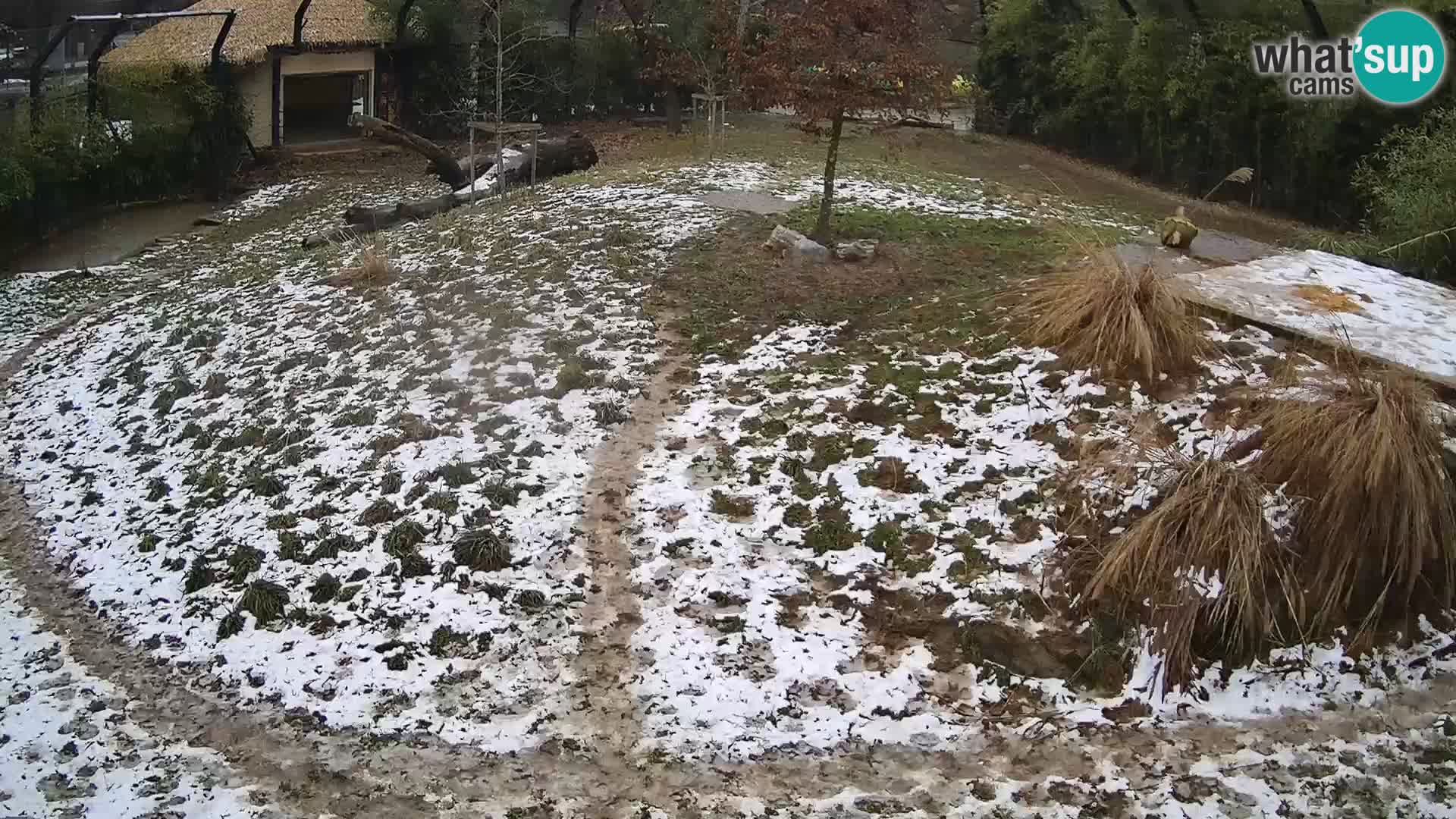 Zoo Ljubljana camera en vivo Leones