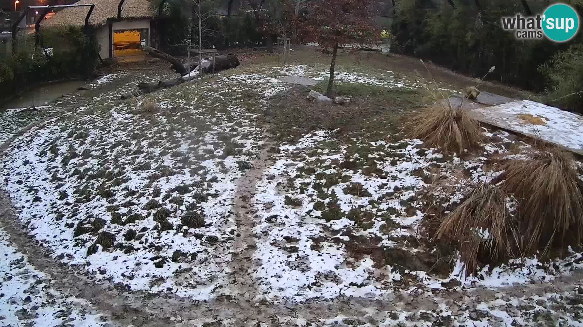 Live Ljubljana Zoo webcam Lion