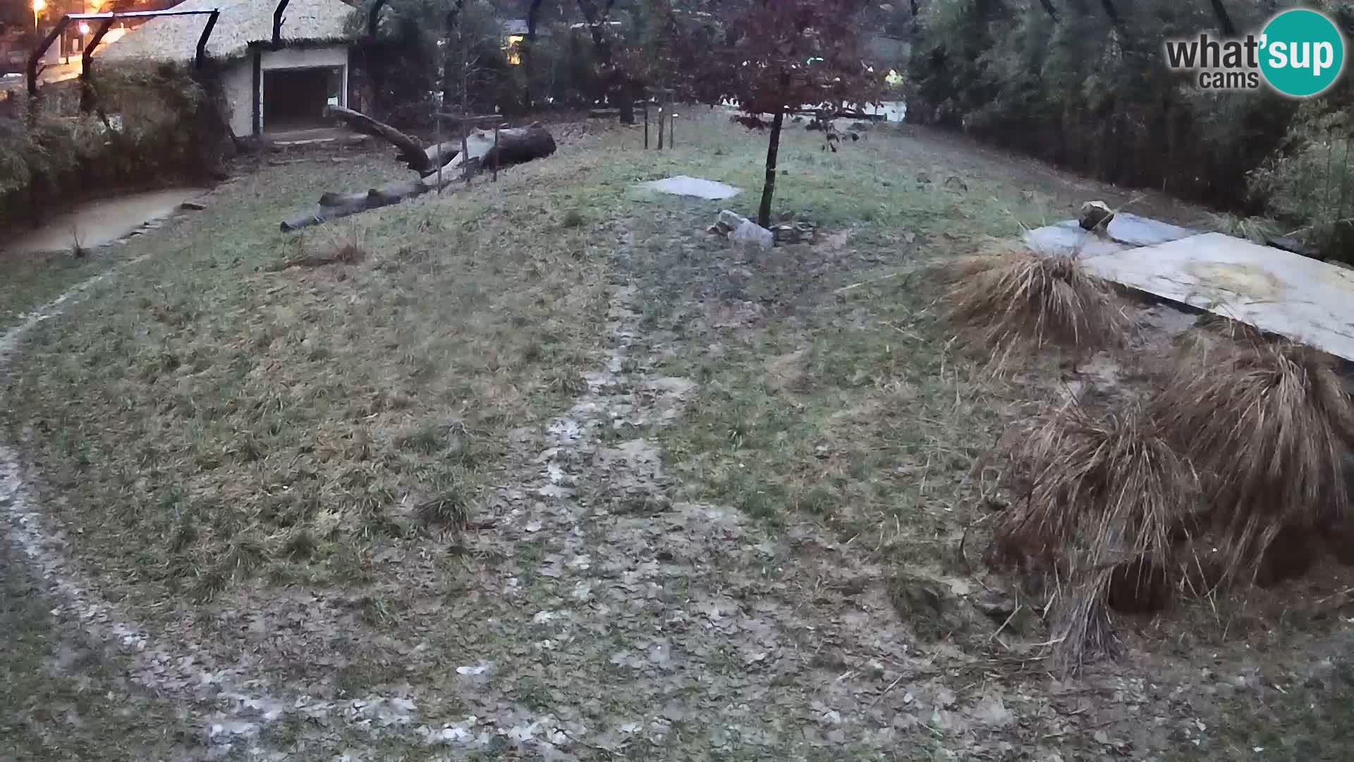 Live Ljubljana Zoo webcam Lion