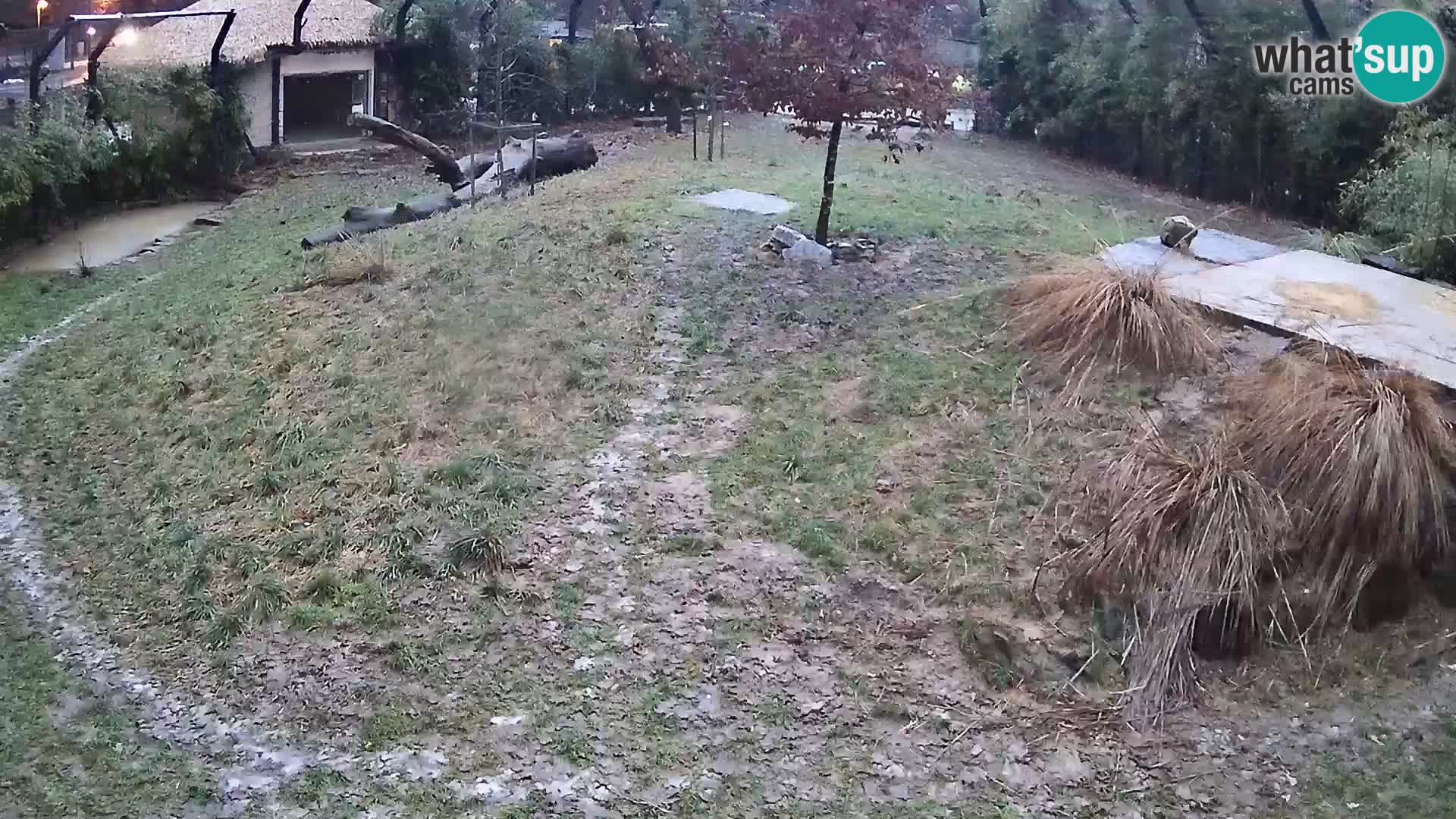 Live Ljubljana Zoo webcam Lion