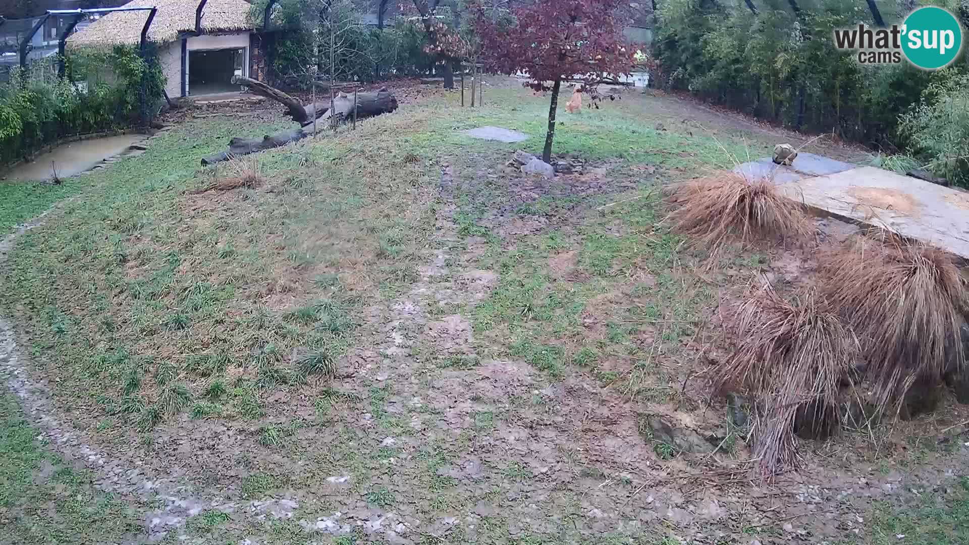 Live Ljubljana Zoo webcam Lion