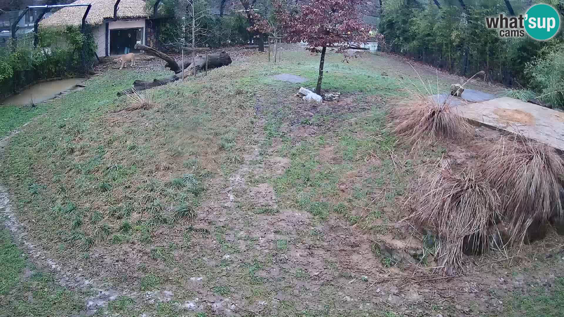 Ljubljana Zoo webcam Lion