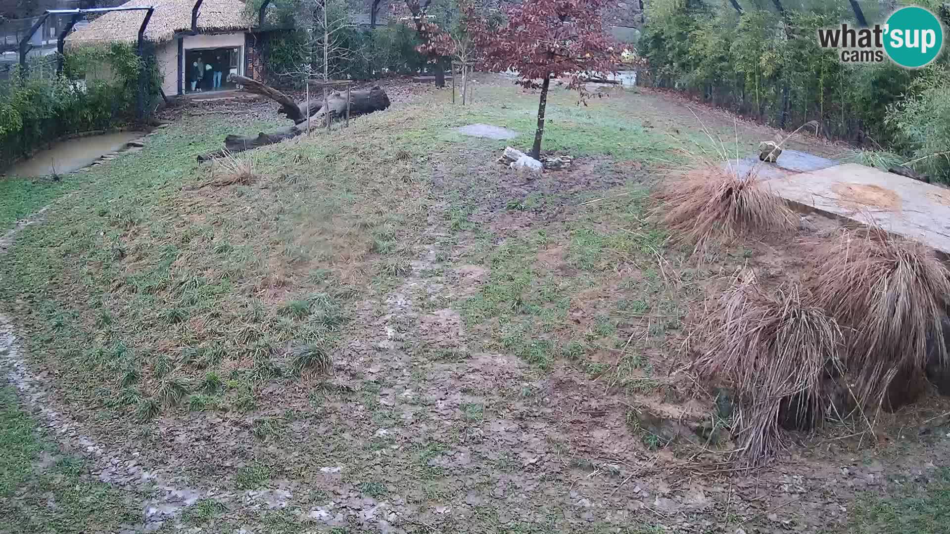 Zoo Ljubljana camera en vivo Leones