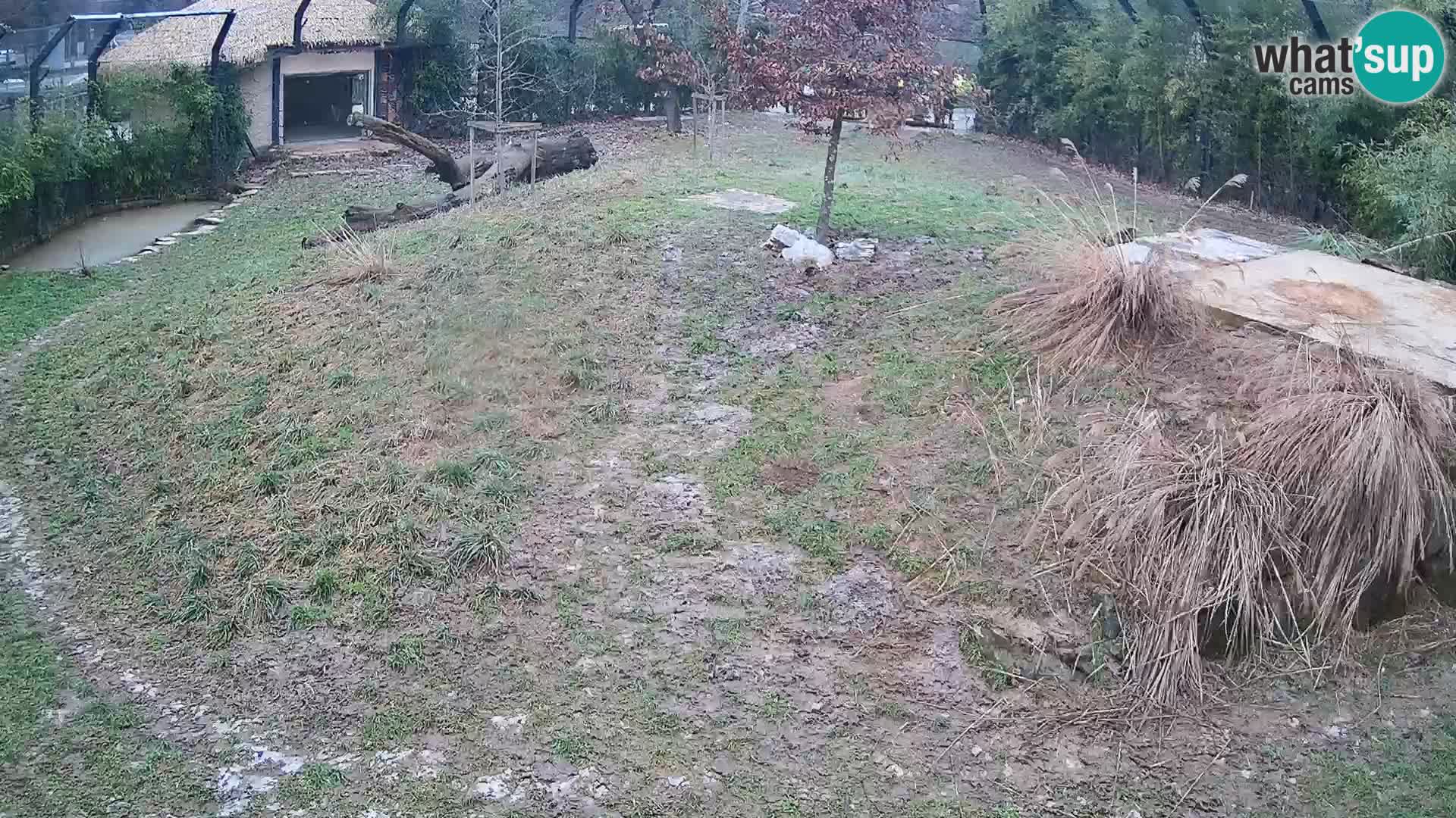 Live Ljubljana Zoo webcam Lion