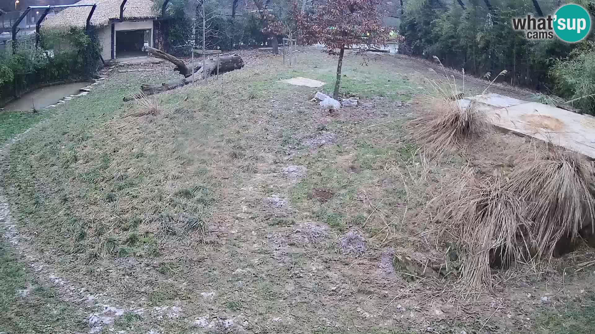 Zoo Ljubljana camera en vivo Leones