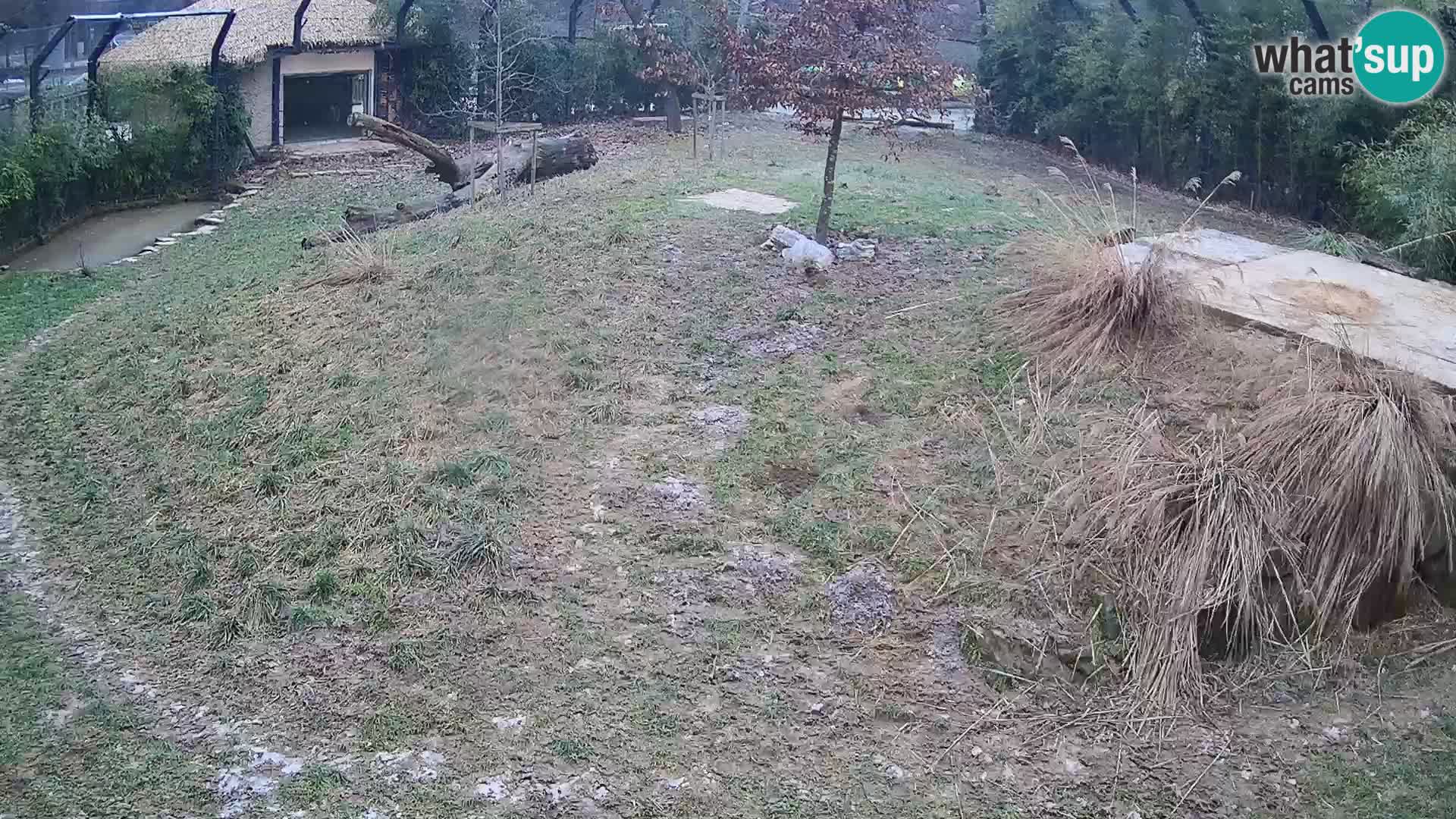 Ljubljana Zoo webcam Lion