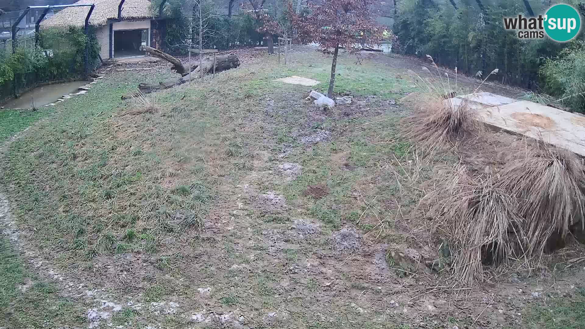 Zoo Ljubljana webcam Löwen