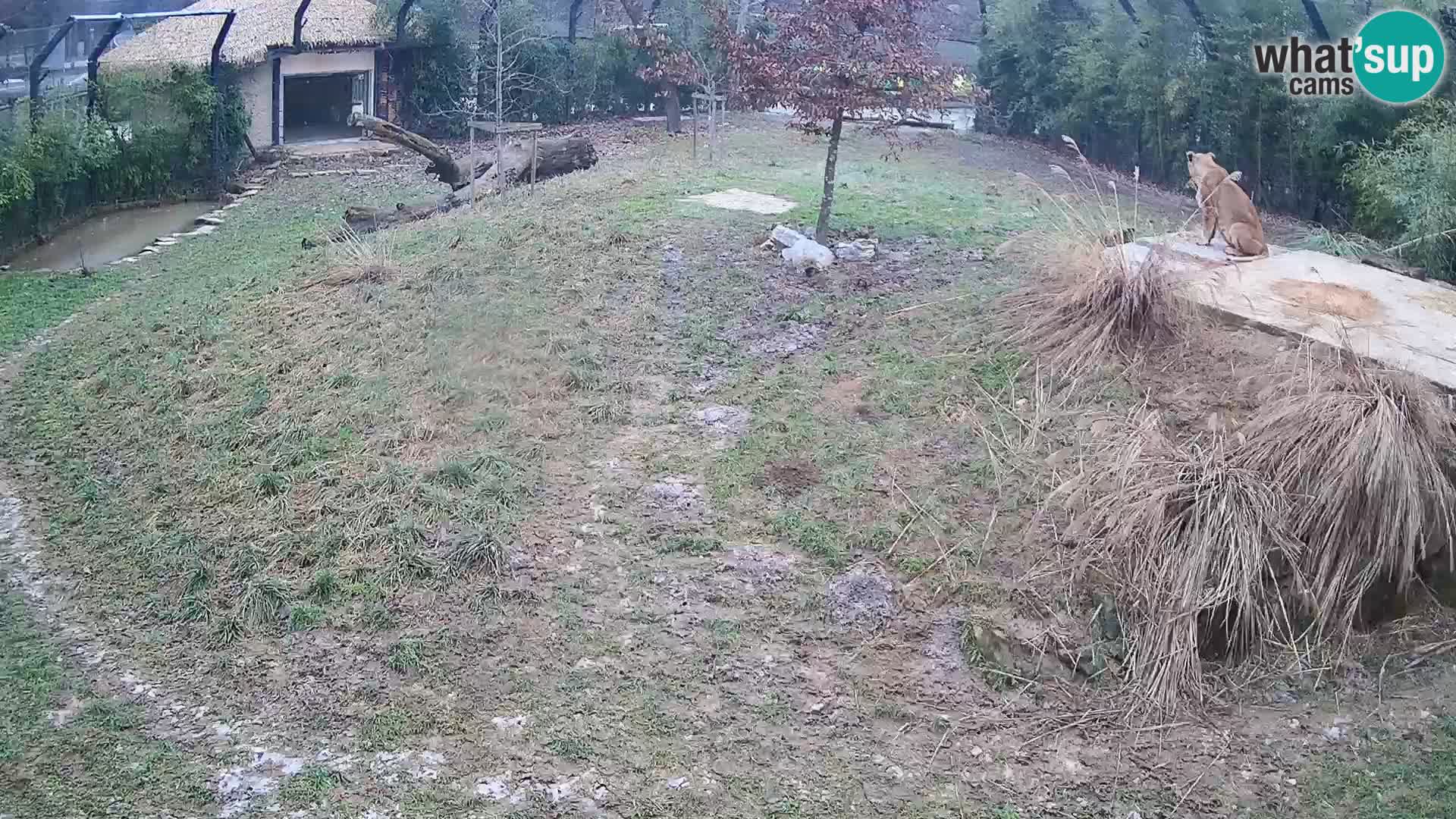 Zoo Lubiana live webcam Leoni