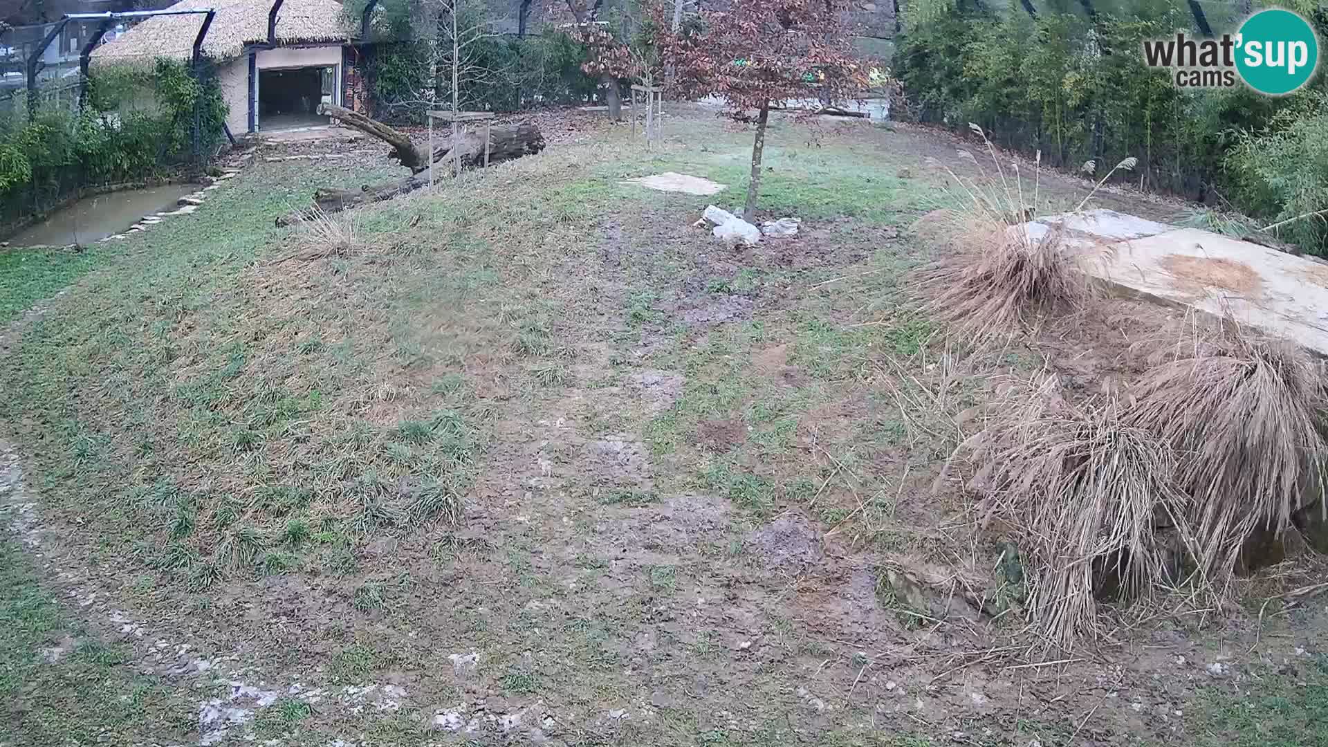 Zoo Ljubljana camera en vivo Leones