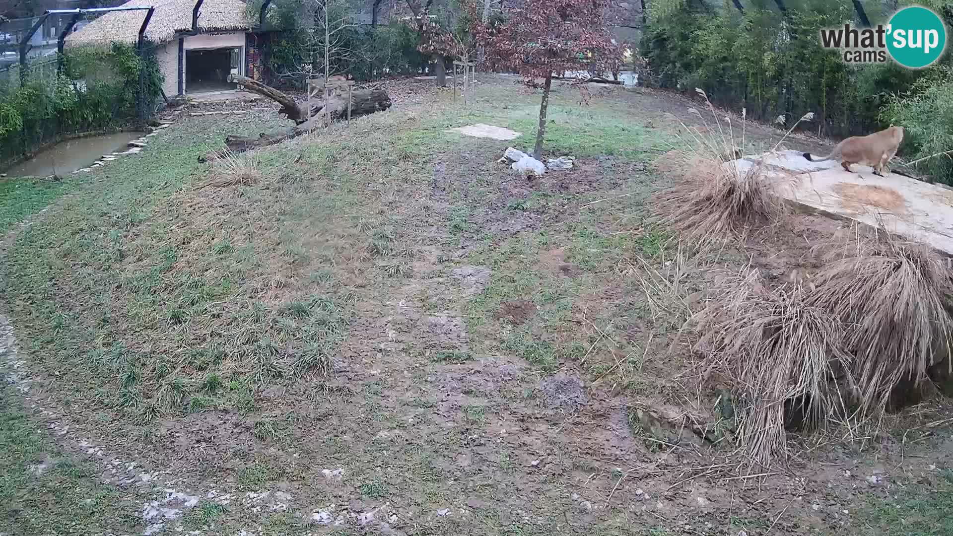 Zoo Lubiana live webcam Leoni