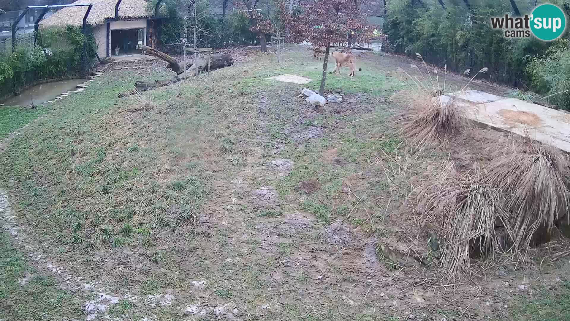 Live Ljubljana Zoo webcam Lion